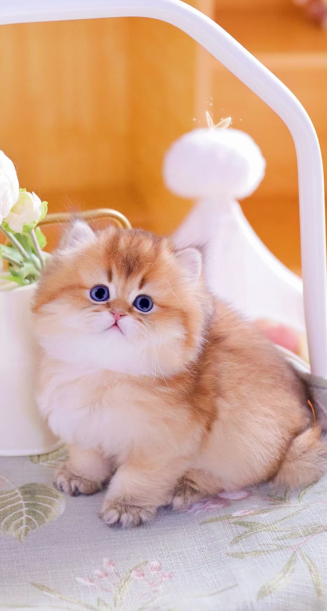 호펫 대표 이미지