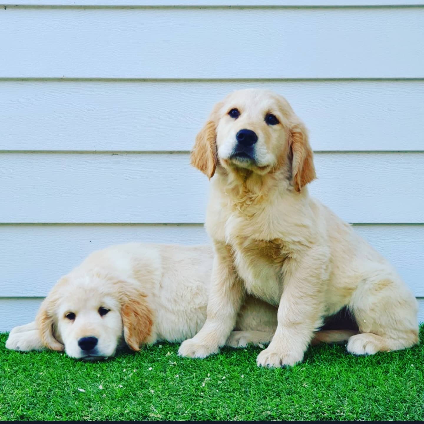 휴먼앤독 대표 이미지