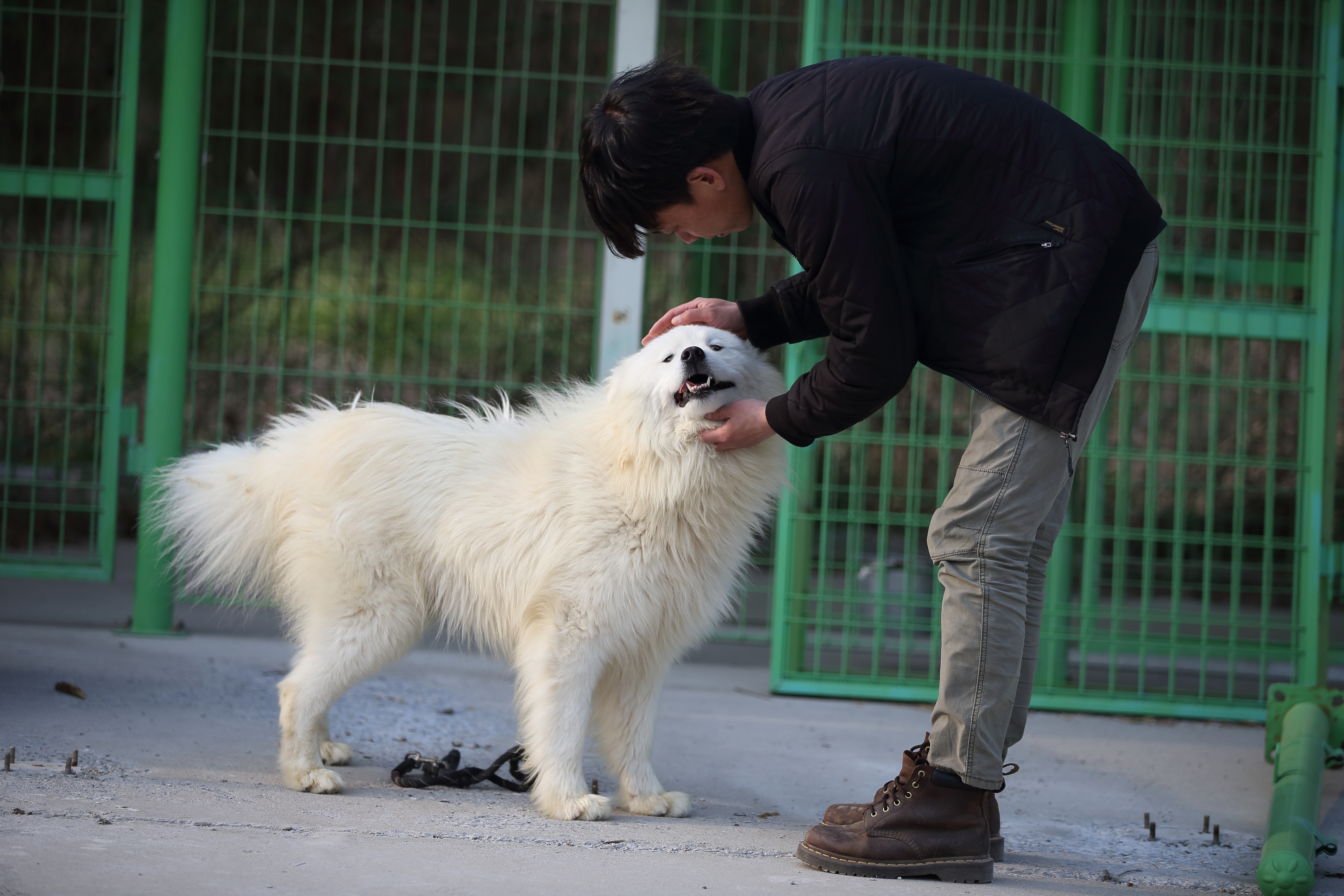 휴먼앤독 대표 이미지