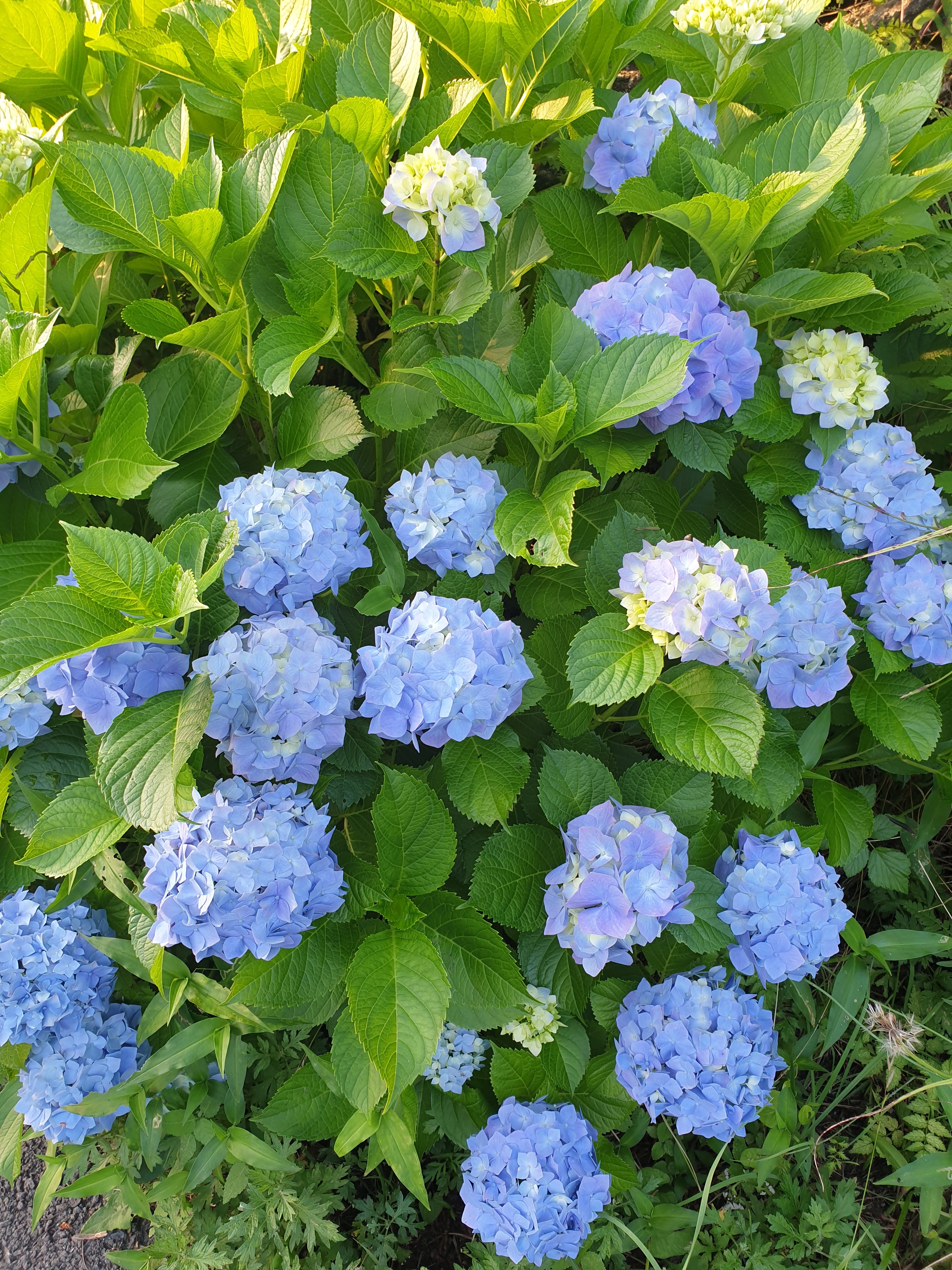 샤론헤어 하귀