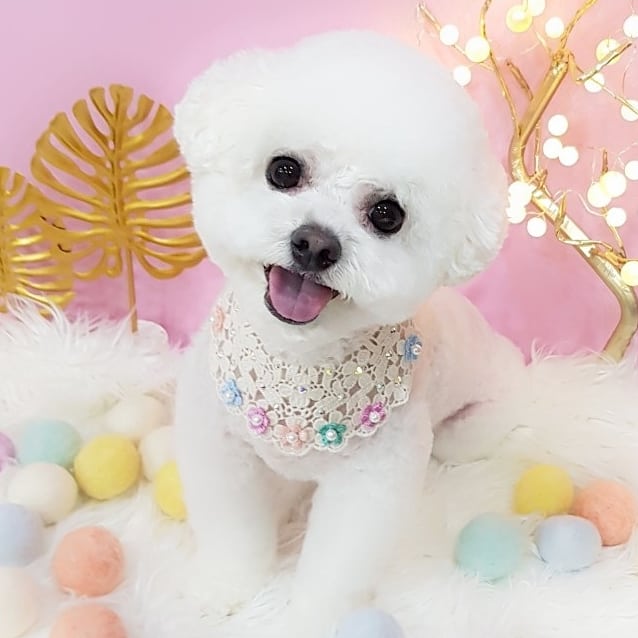 비비펫살롱 대표 이미지