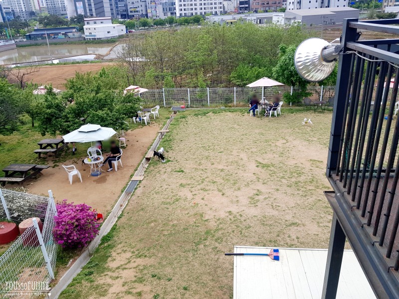 브이독 반려동물 동반 애견카페