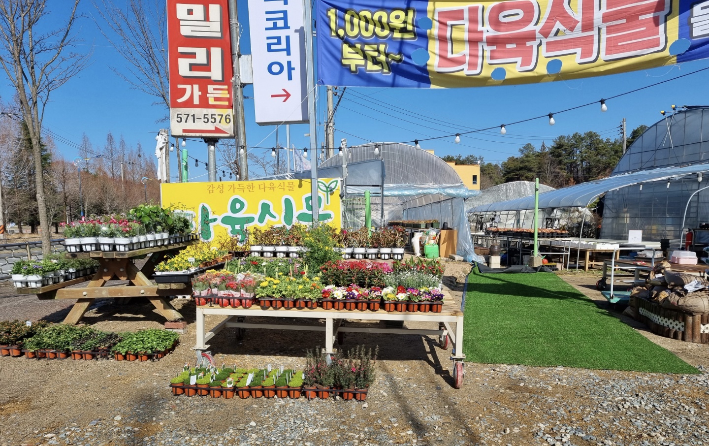 다육사랑