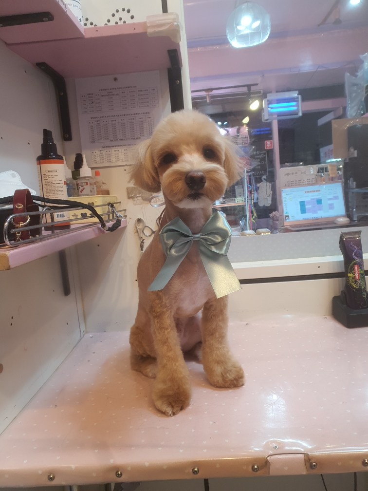 러블리하개 대표 이미지