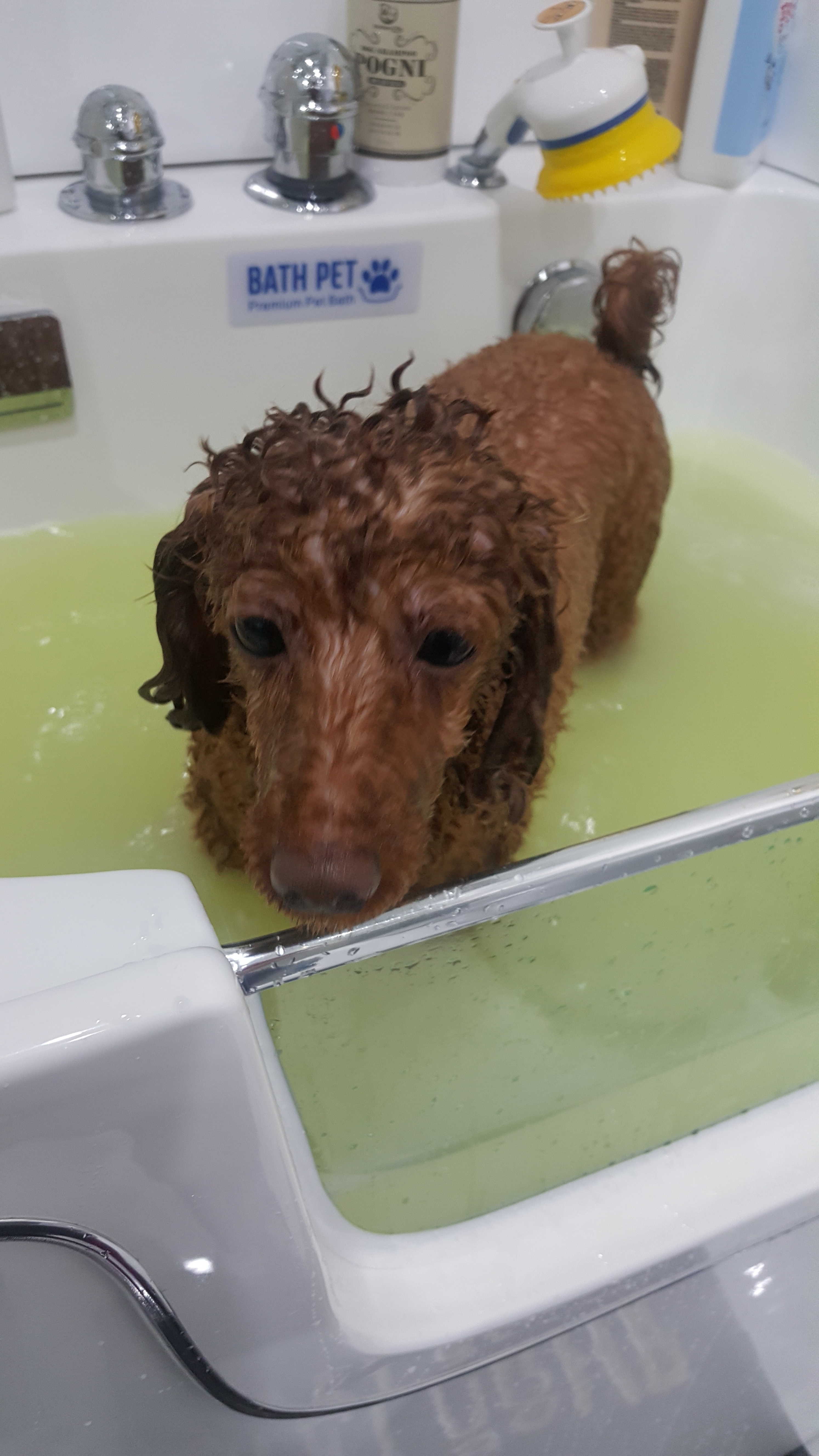 호텔펫코리아 대표 이미지