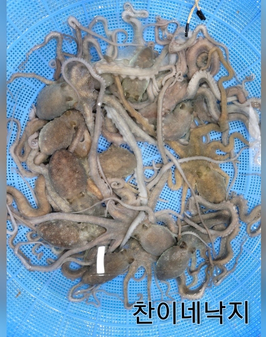 찬이네낙지
