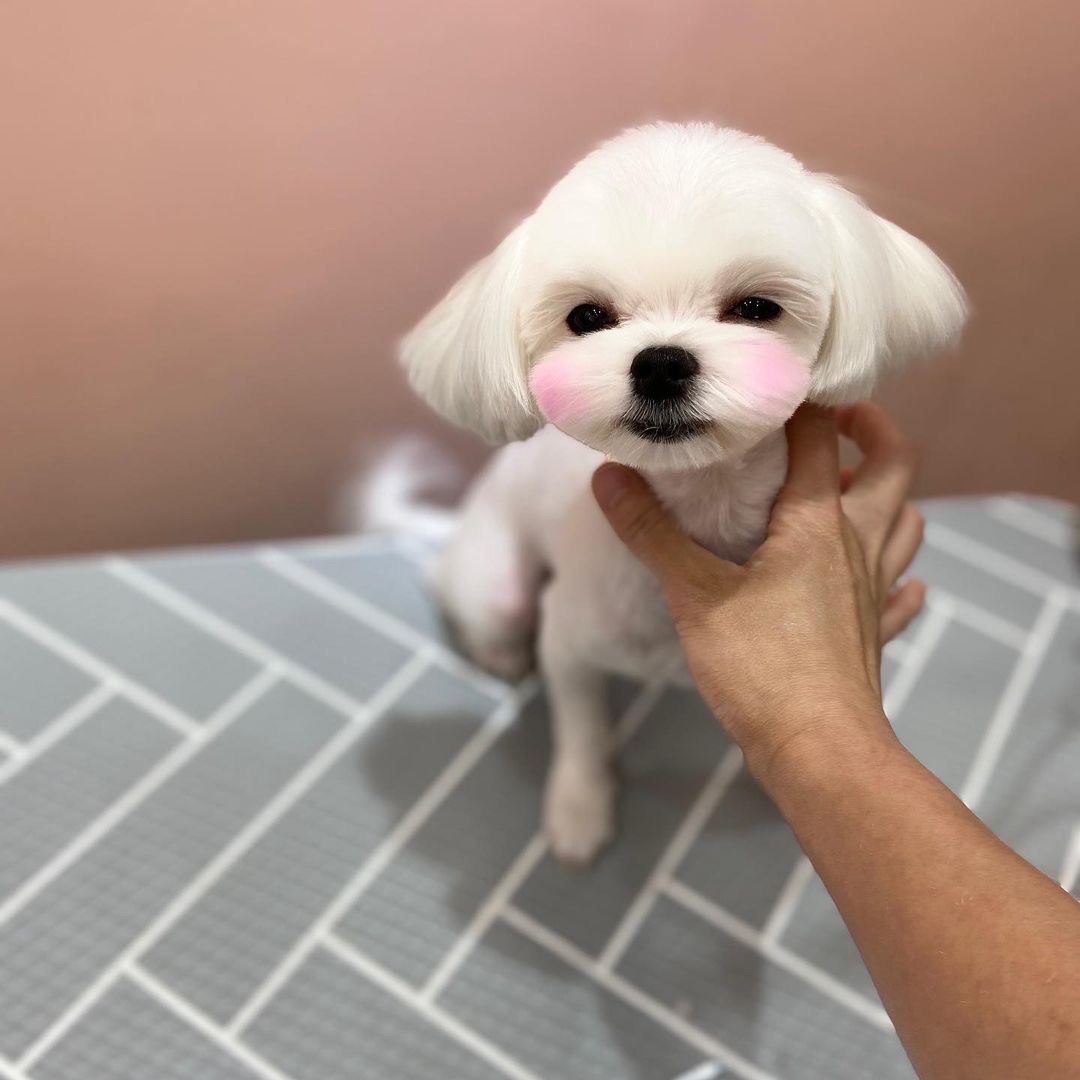 달고나펫살롱