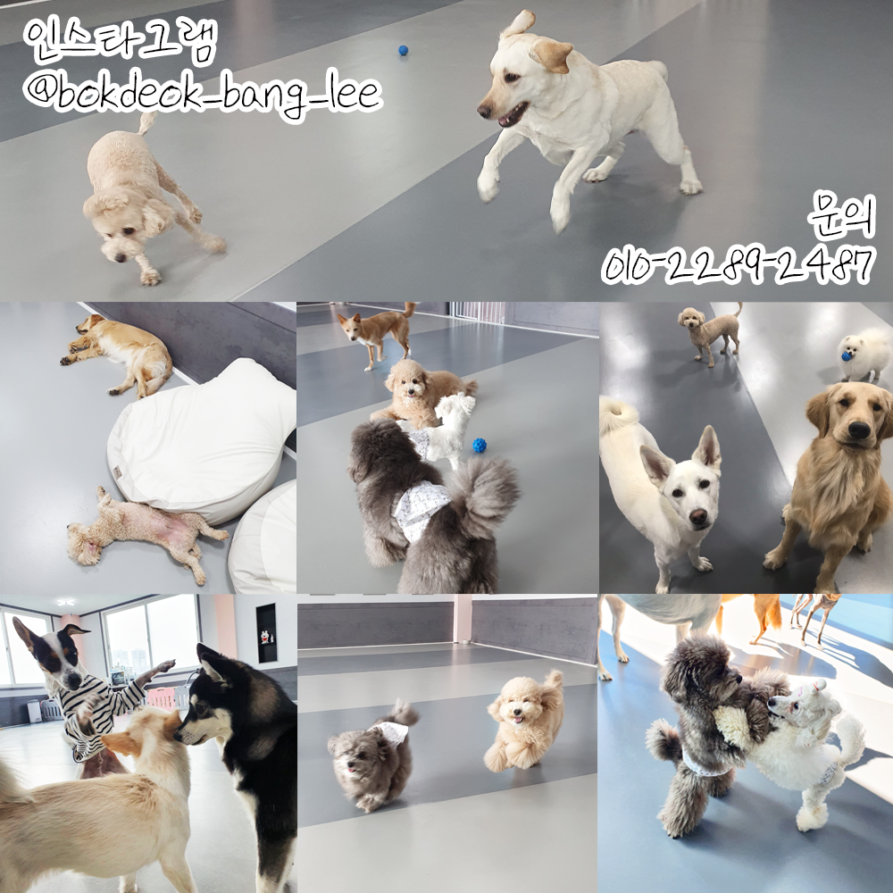 이씨네복덕방 애견유치원 대표 이미지