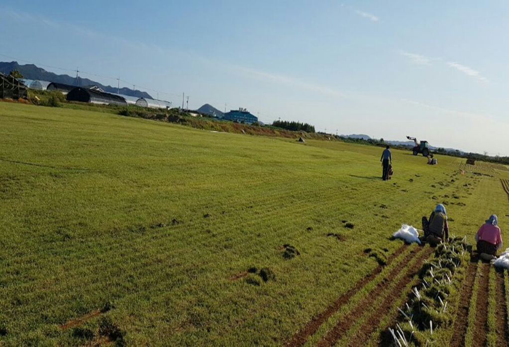 서산잔디