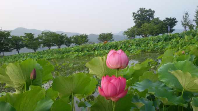 양수3리부녀회