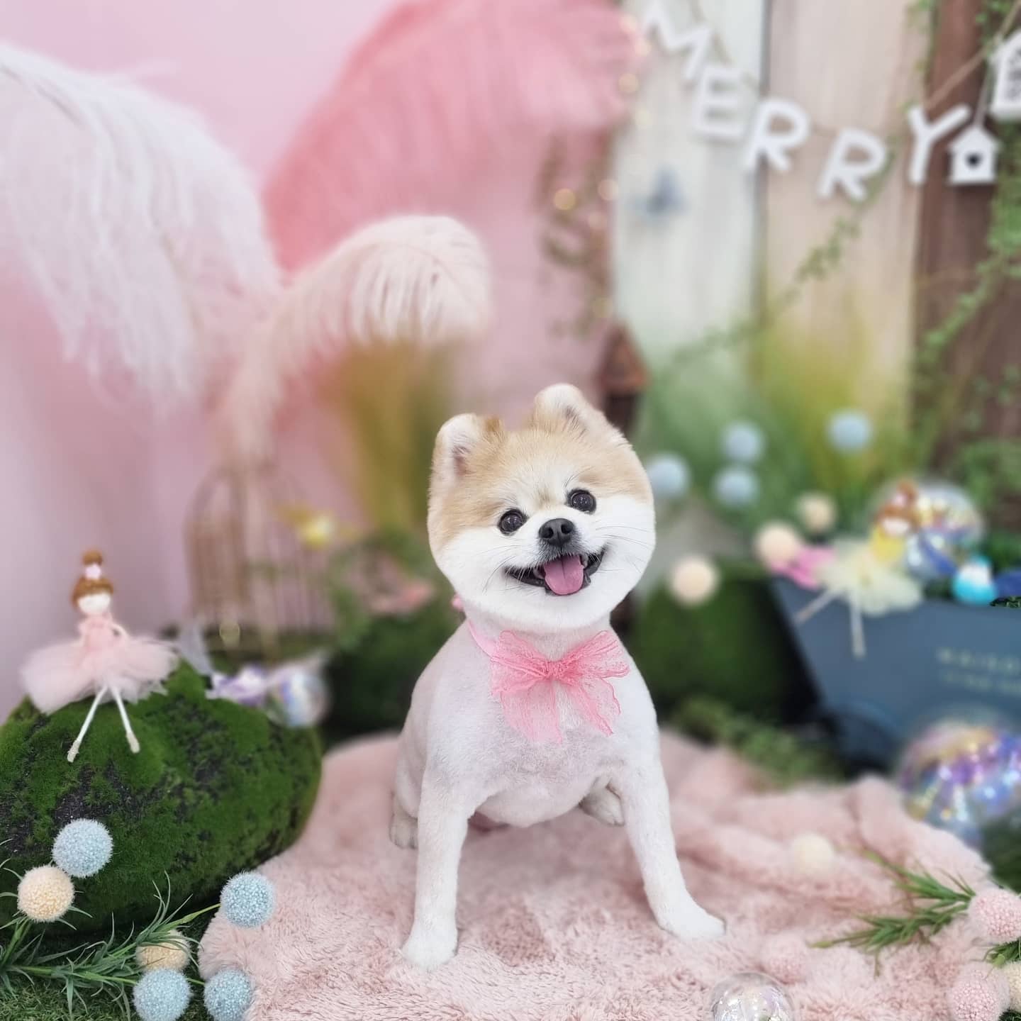 메리펫 대표 이미지