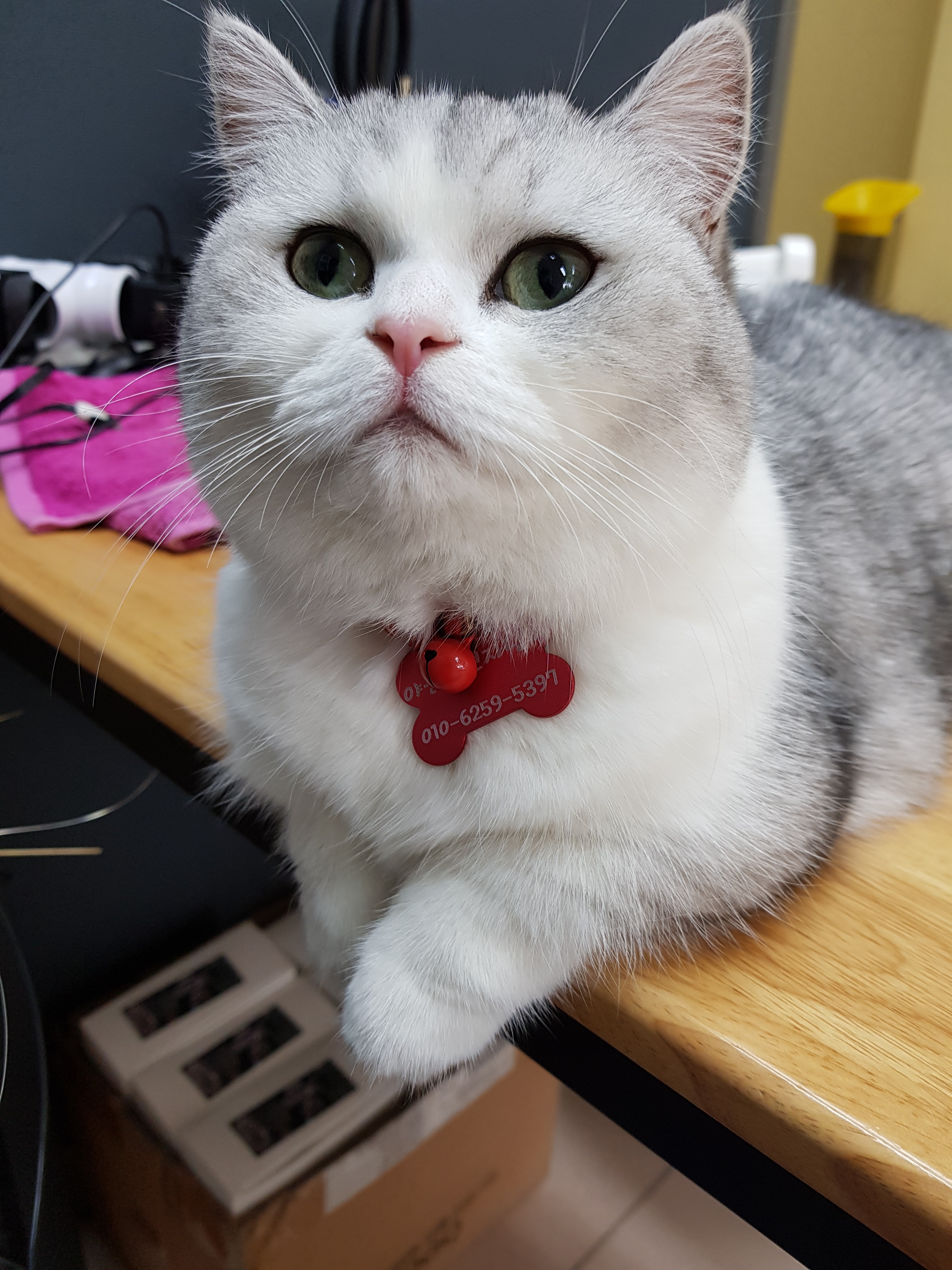 야옹이전자담배 강남본점