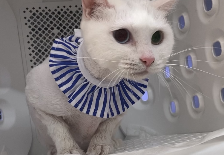 고양아안녕 대표 이미지