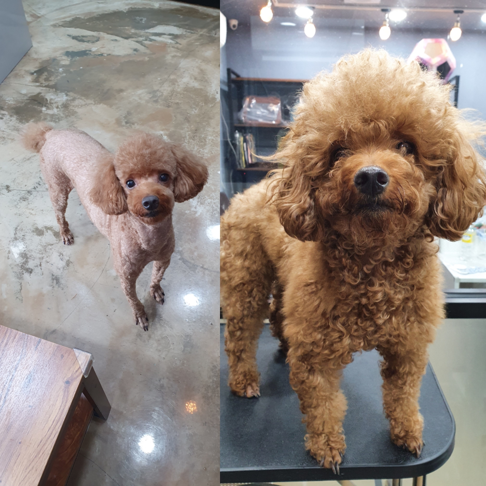 큐티독 대표 이미지