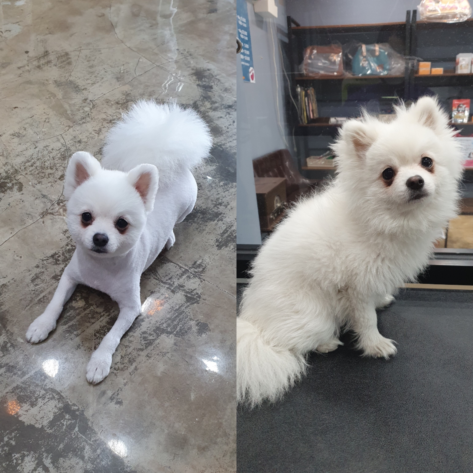 큐티독 대표 이미지