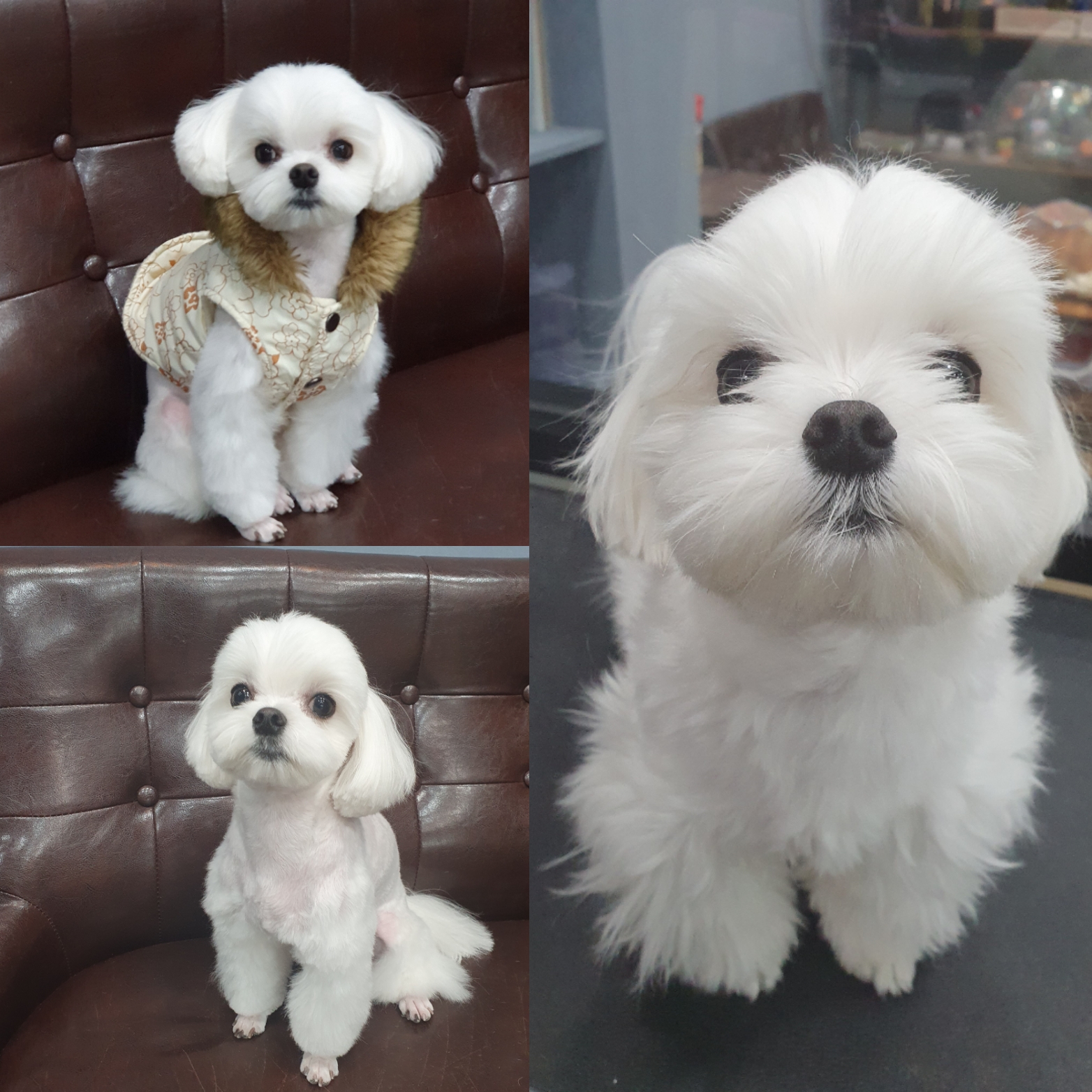 큐티독 대표 이미지