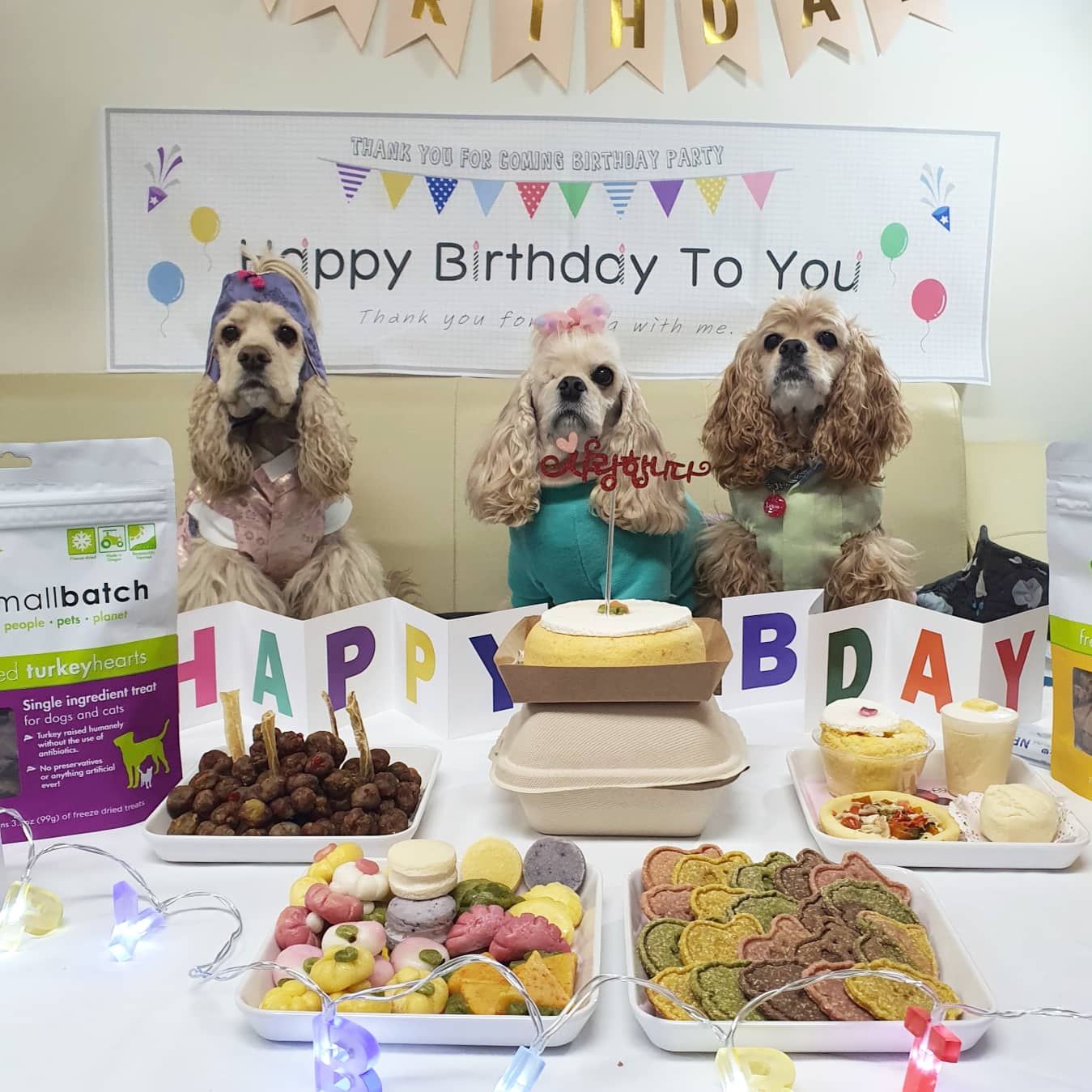 핑키펫 애견유치원&애견호텔 대표 이미지