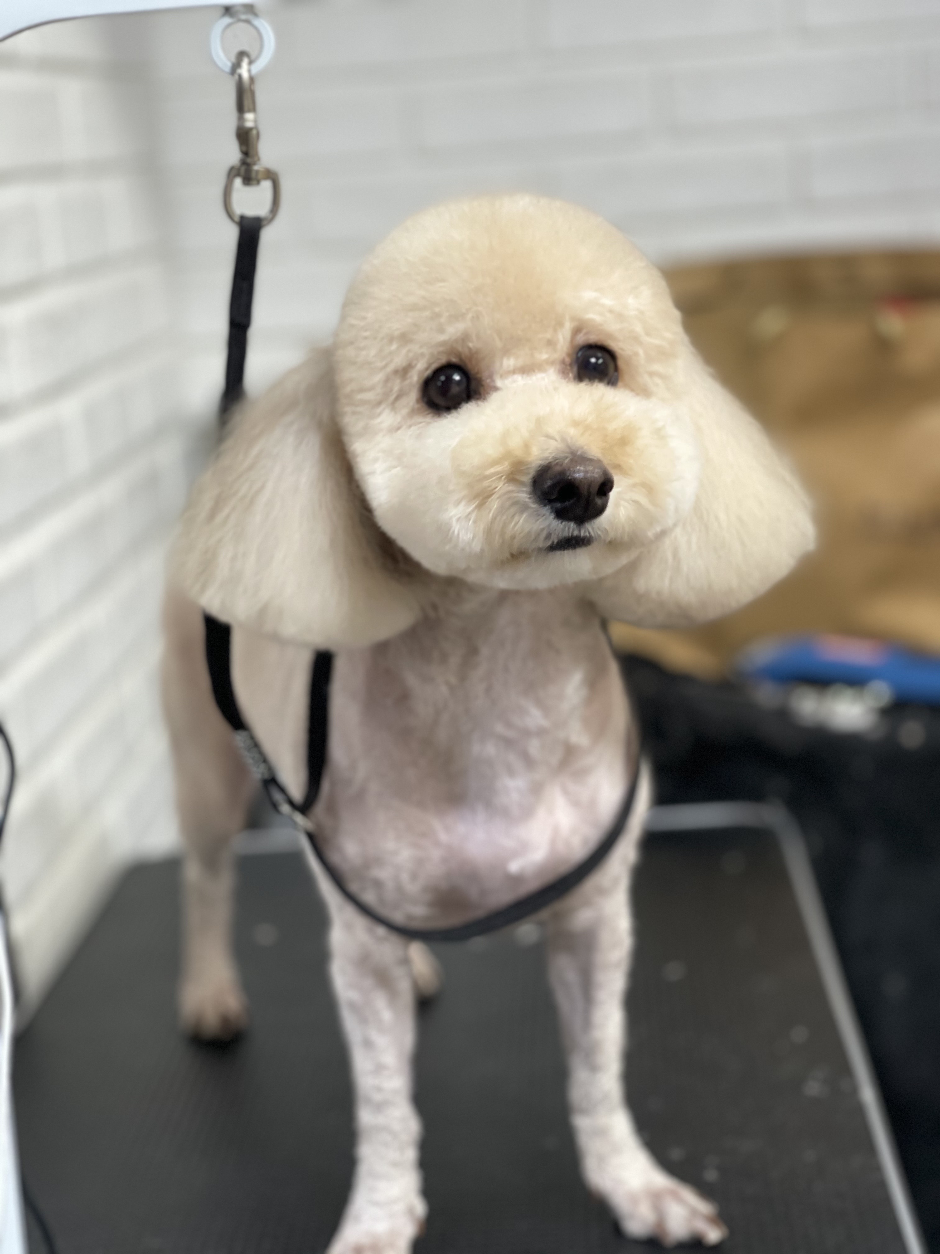 몽몽이샵 대표 이미지