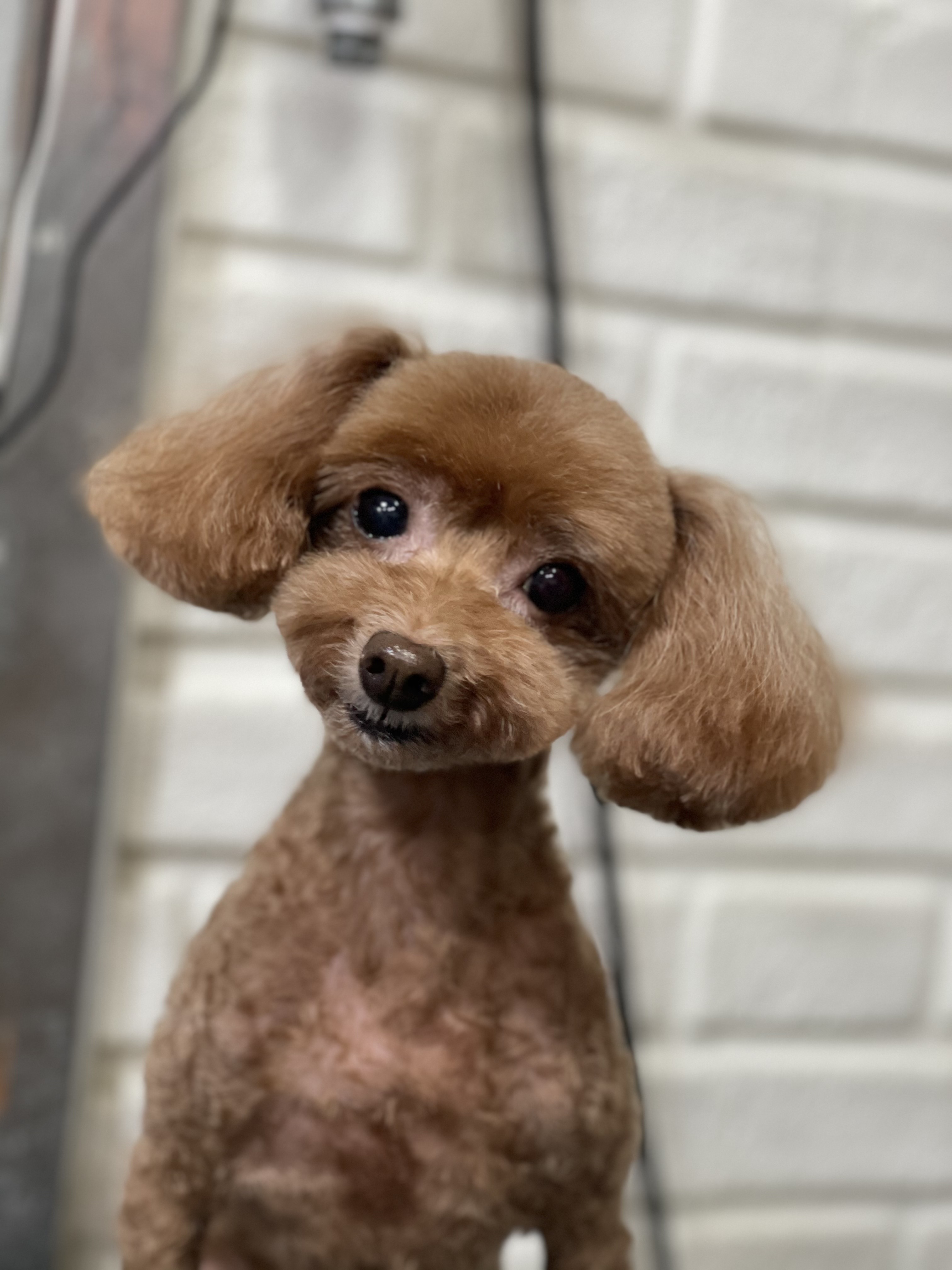 몽몽이샵 대표 이미지