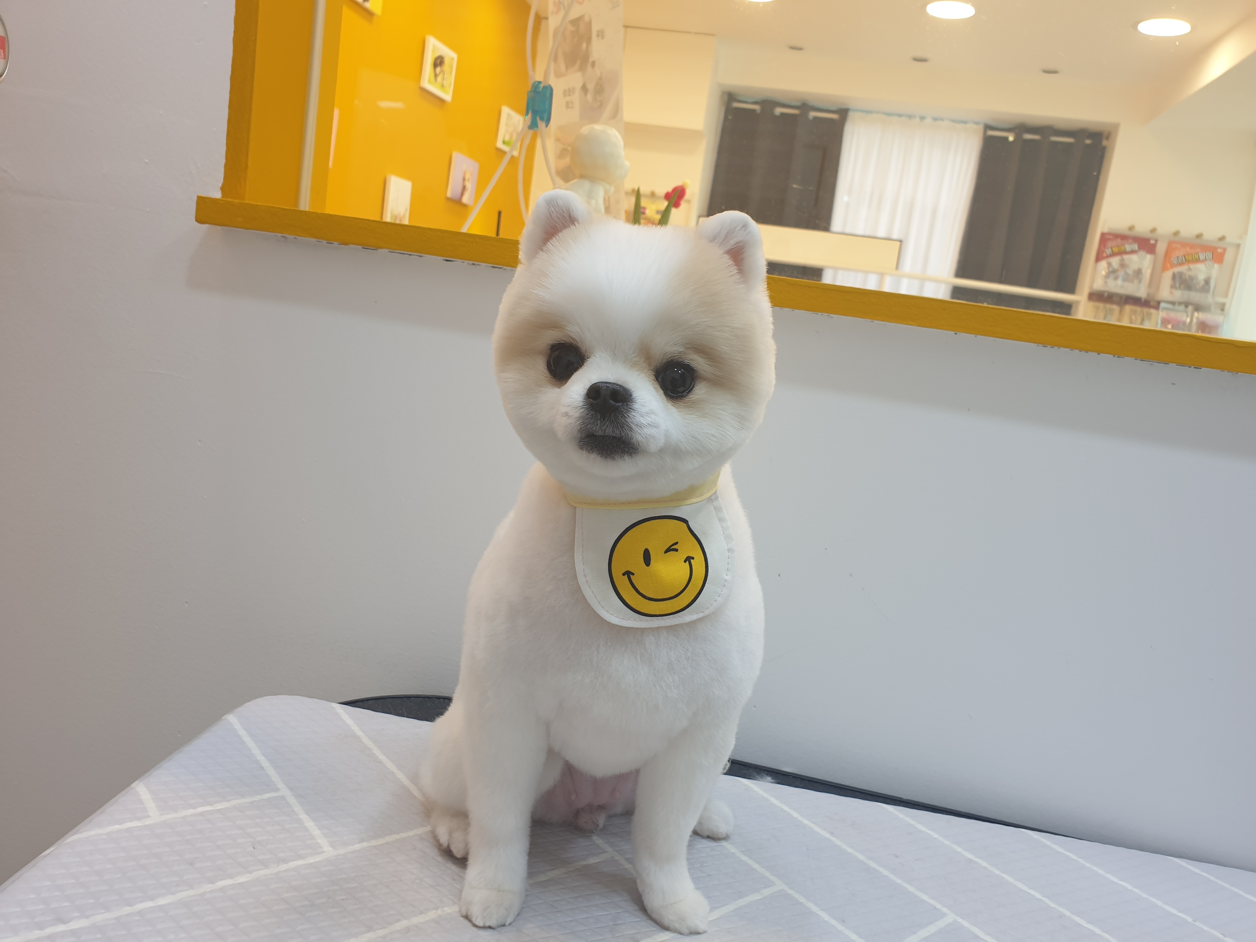 픽앤펫 애견미용실