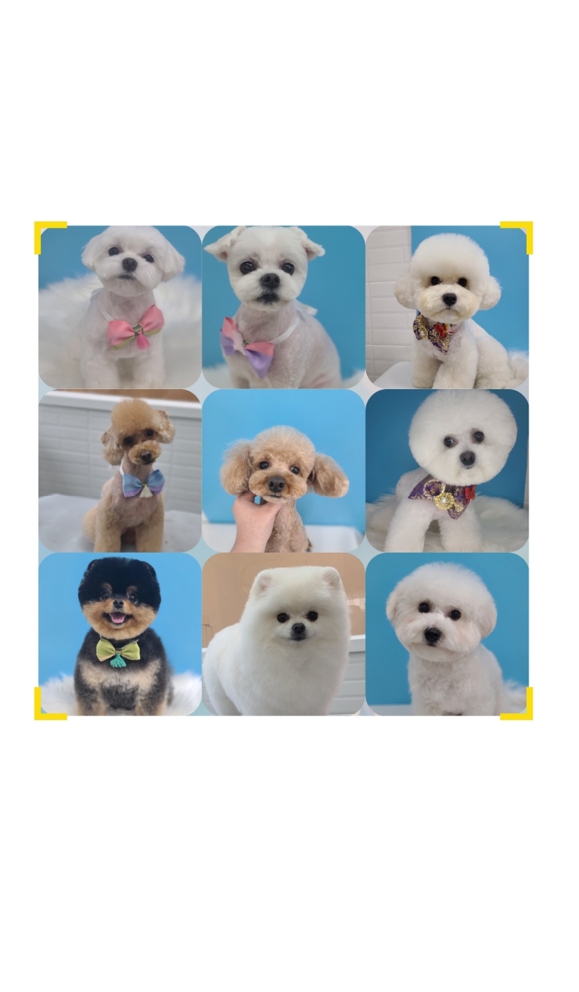 퍼피라운지 대표 이미지