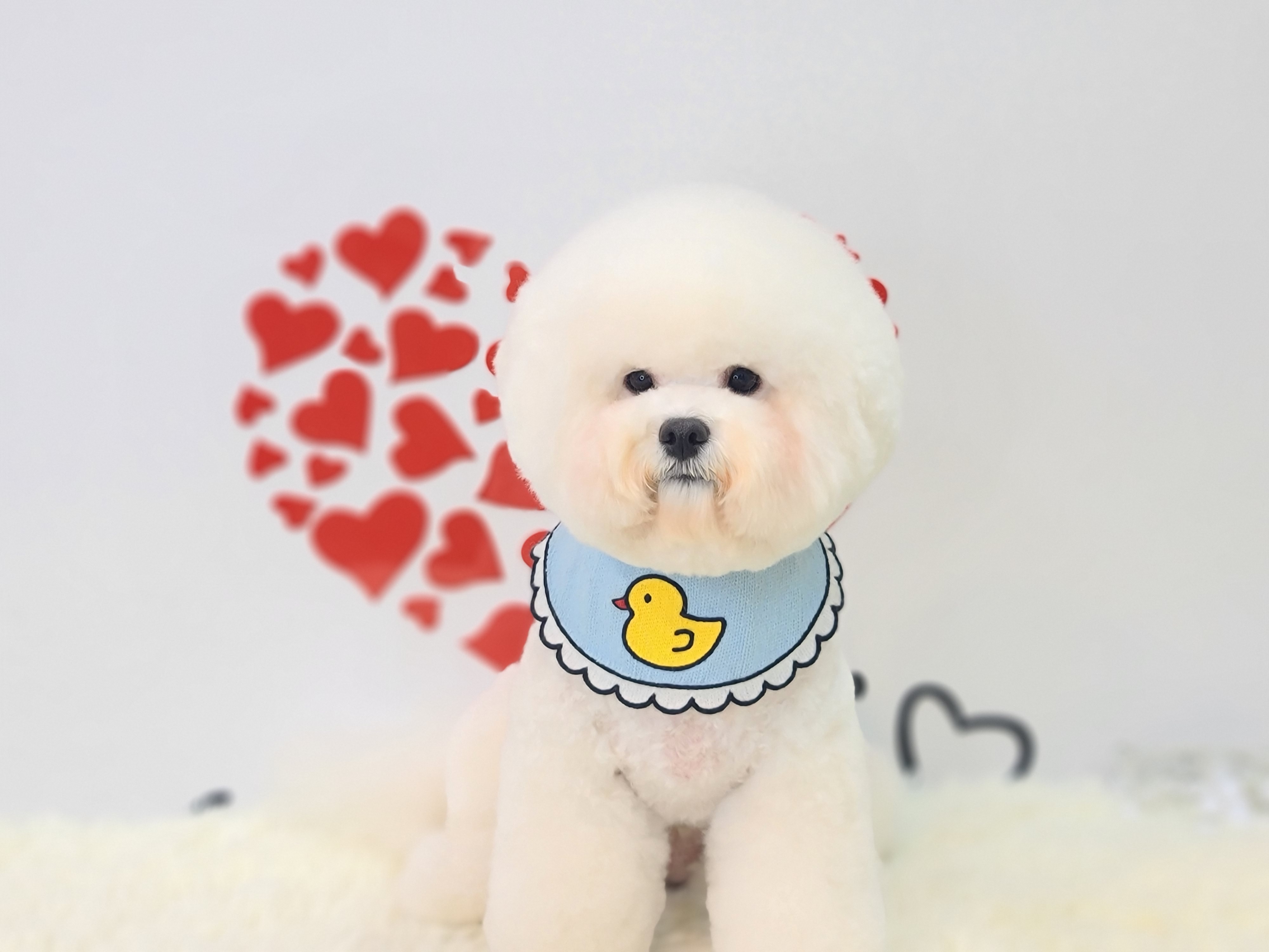 디스타일 다산애견미용 대표 이미지