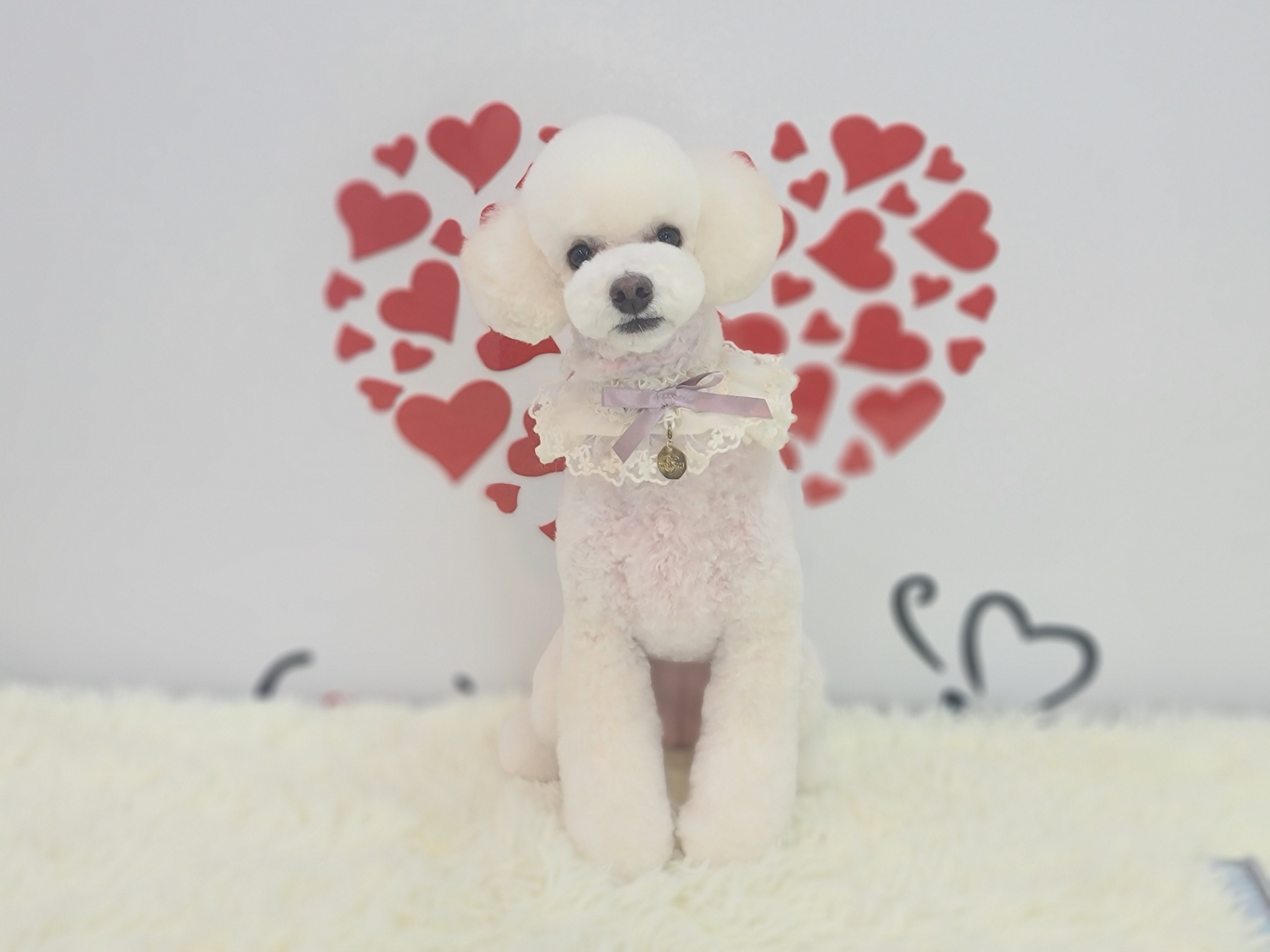 디스타일 대표 이미지