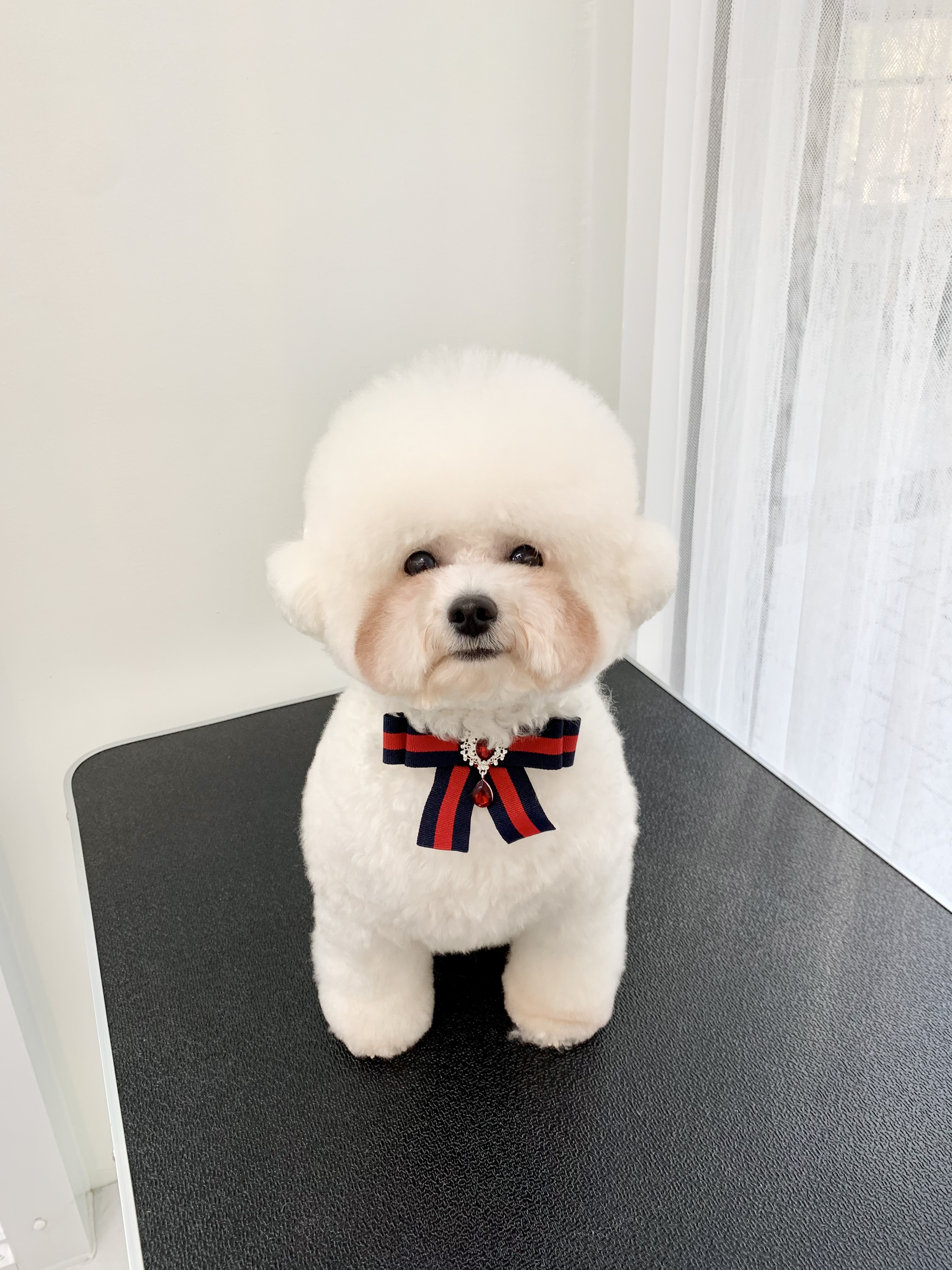 강아지미용실정독