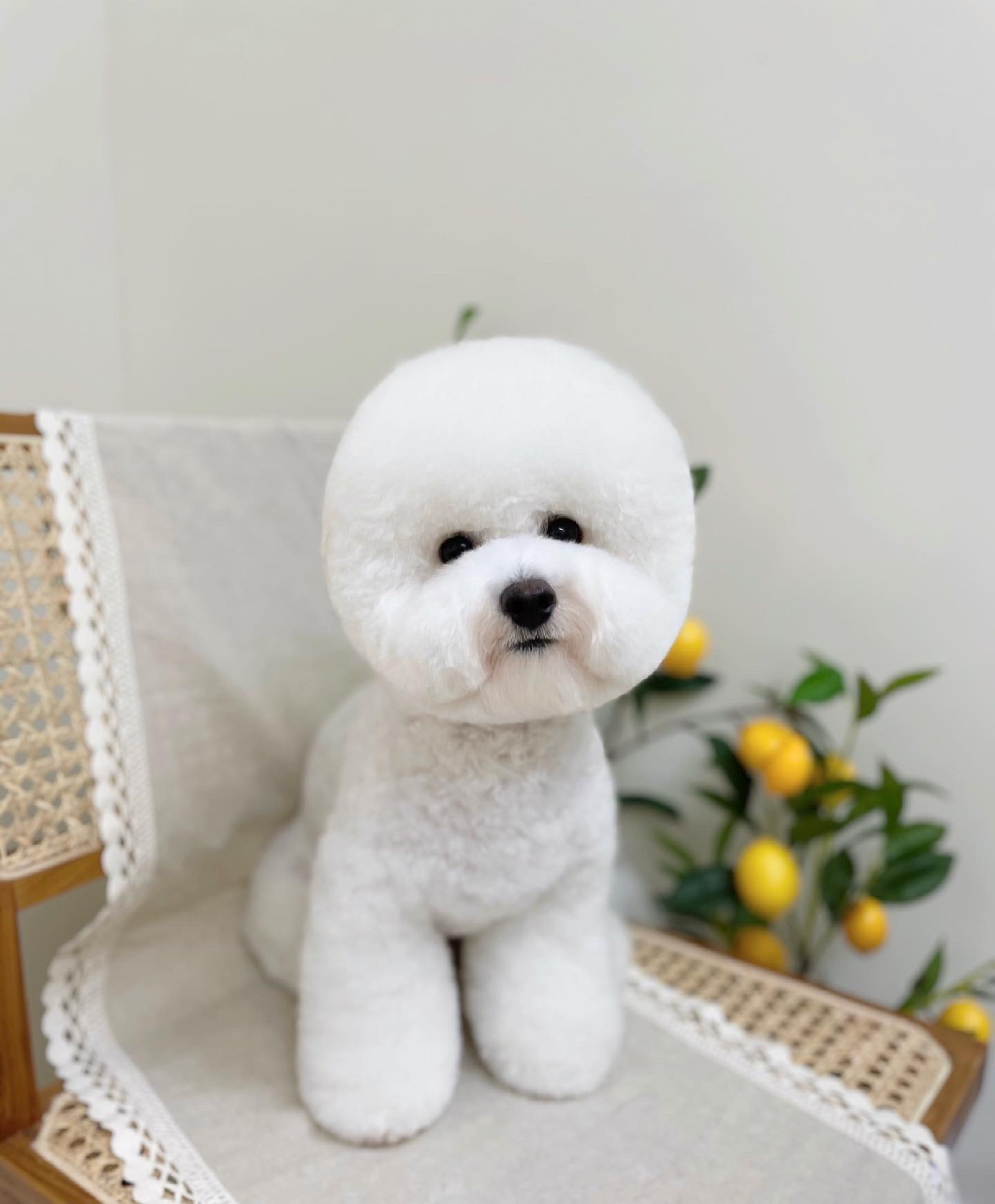 오브독 대표 이미지
