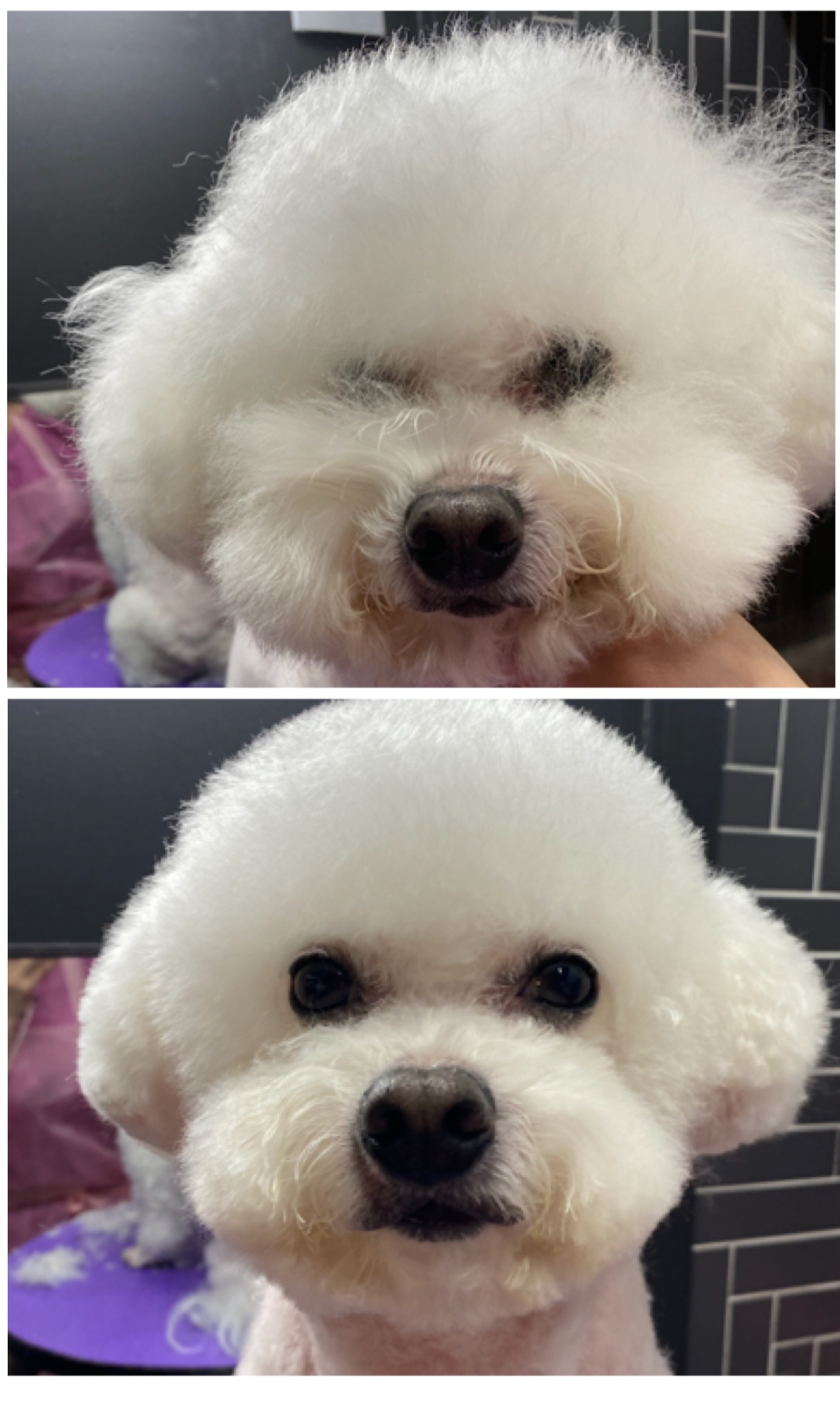 바둑이미장원 대표 이미지