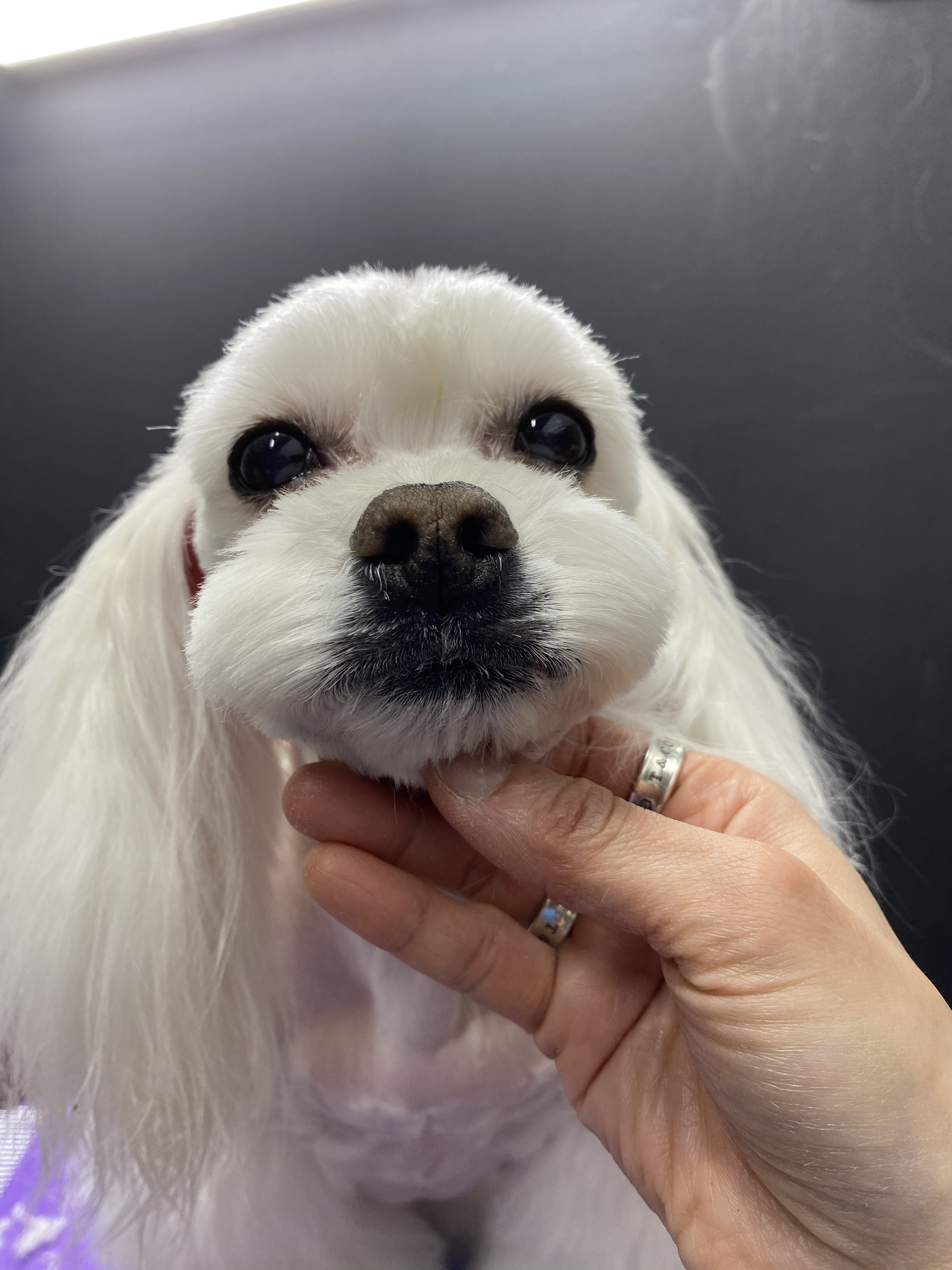 바둑이미장원 대표 이미지