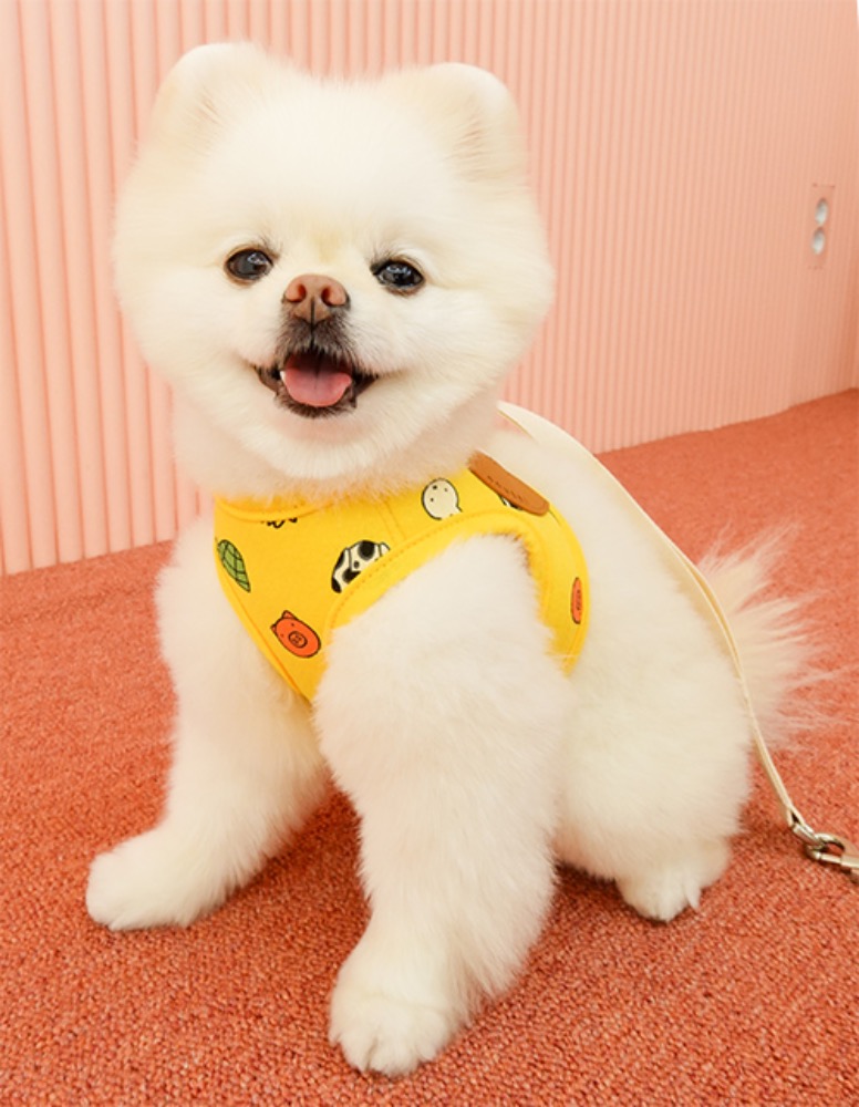 마이앨리스독