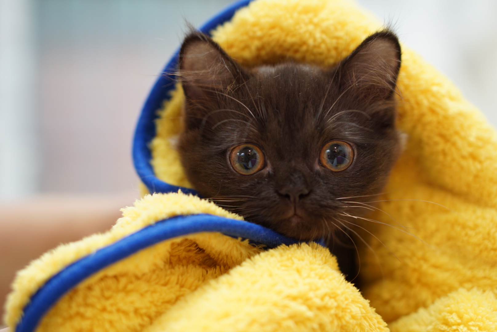 페페로미아 대표 이미지