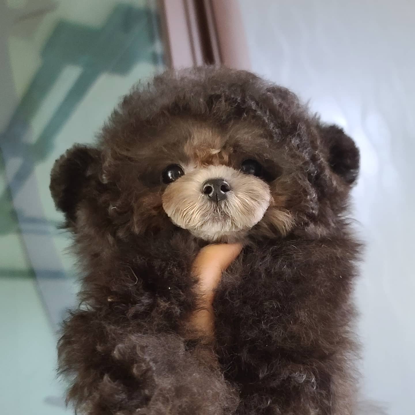 마이젤리빈 대표 이미지