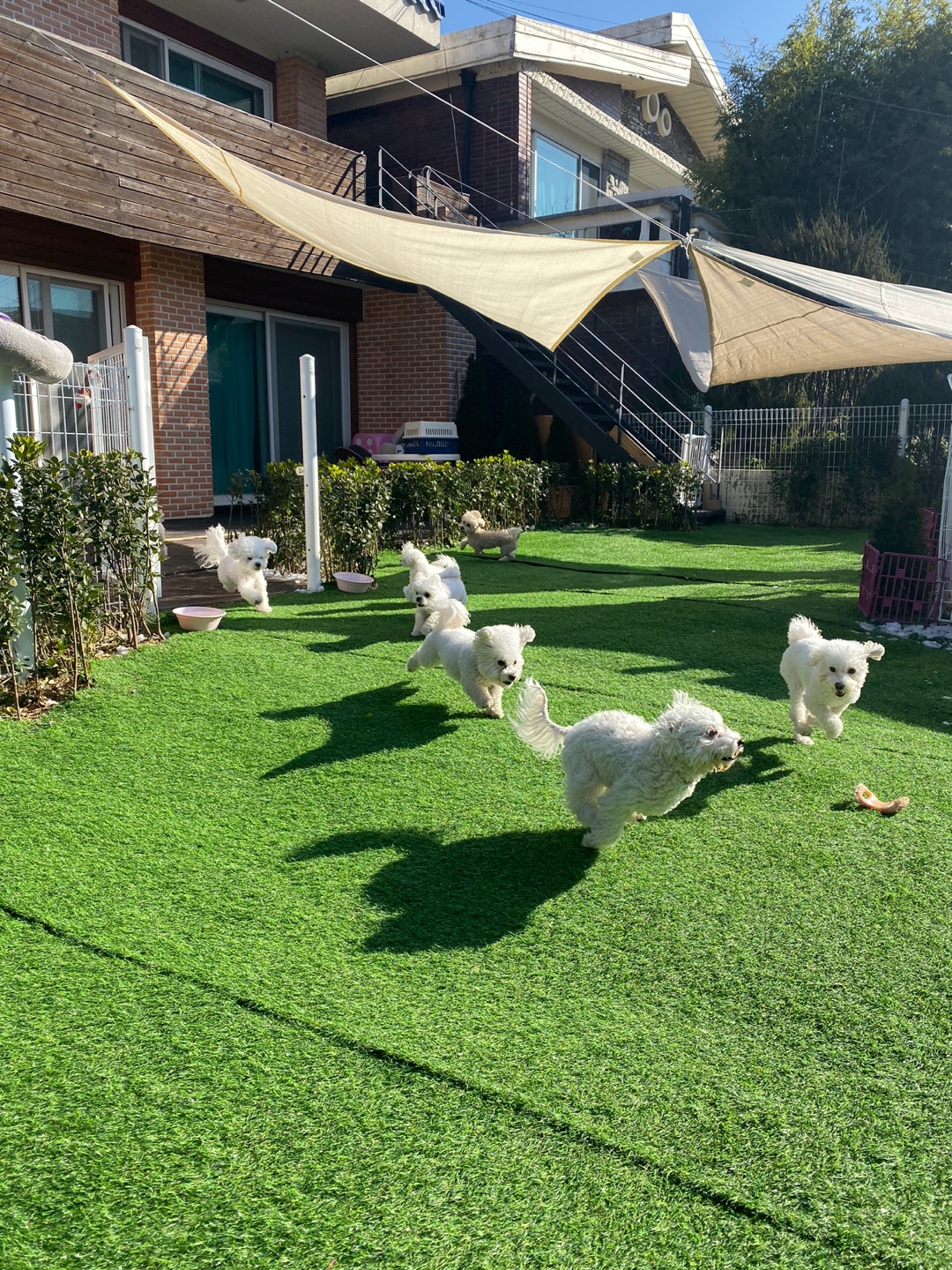 개코스 애견호텔 대표 이미지