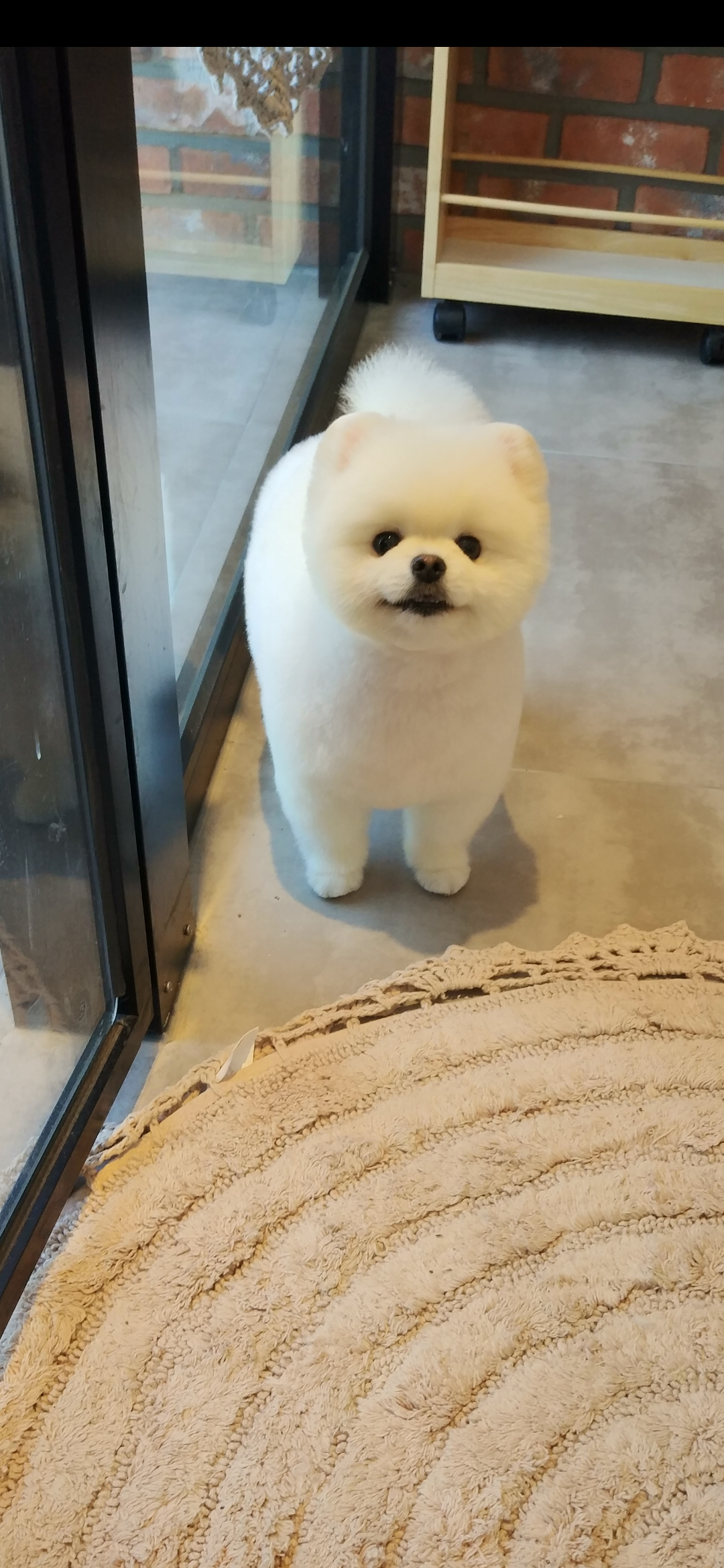 멍프렌즈 경기 애견맛집