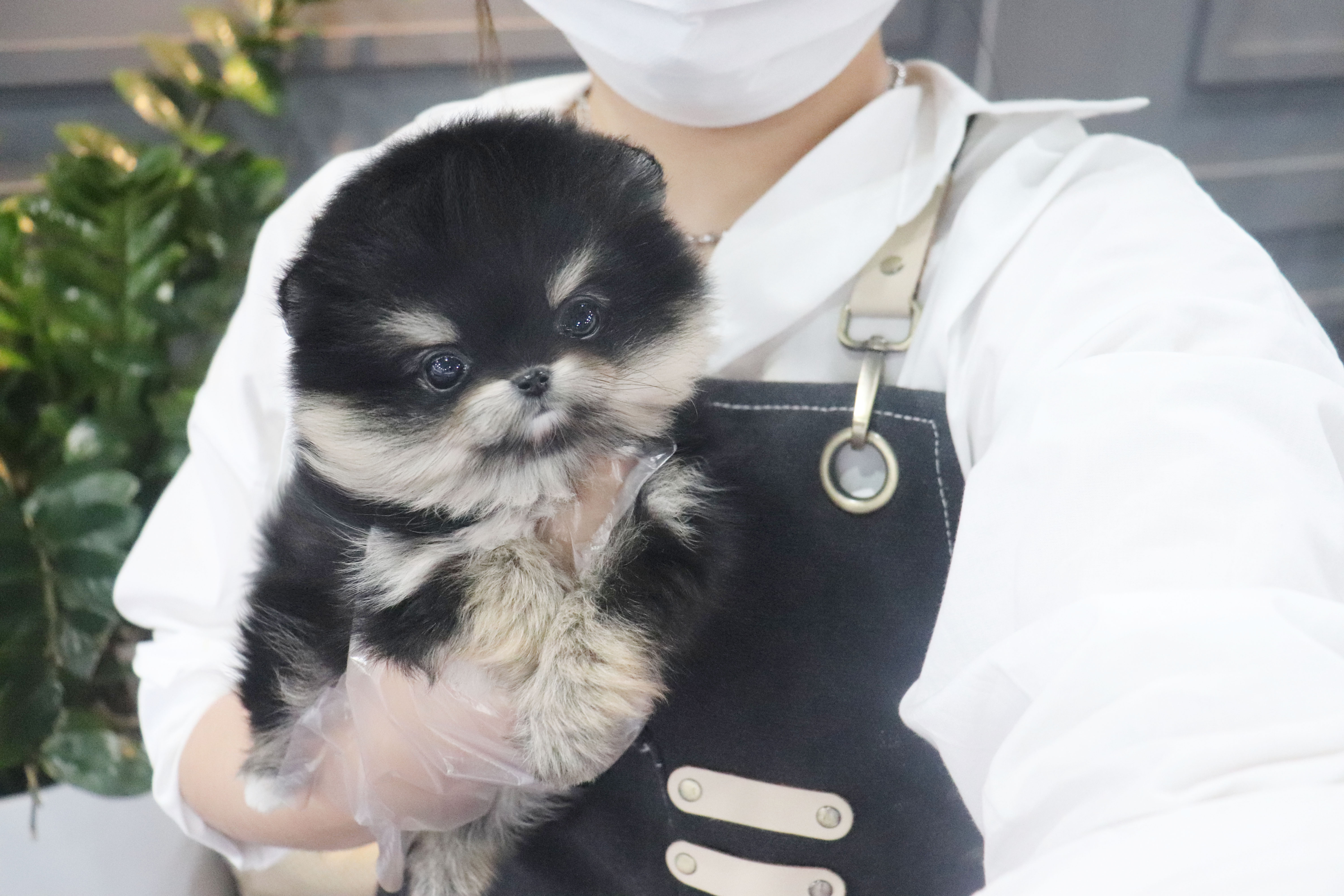 내품안의반려견 신림점