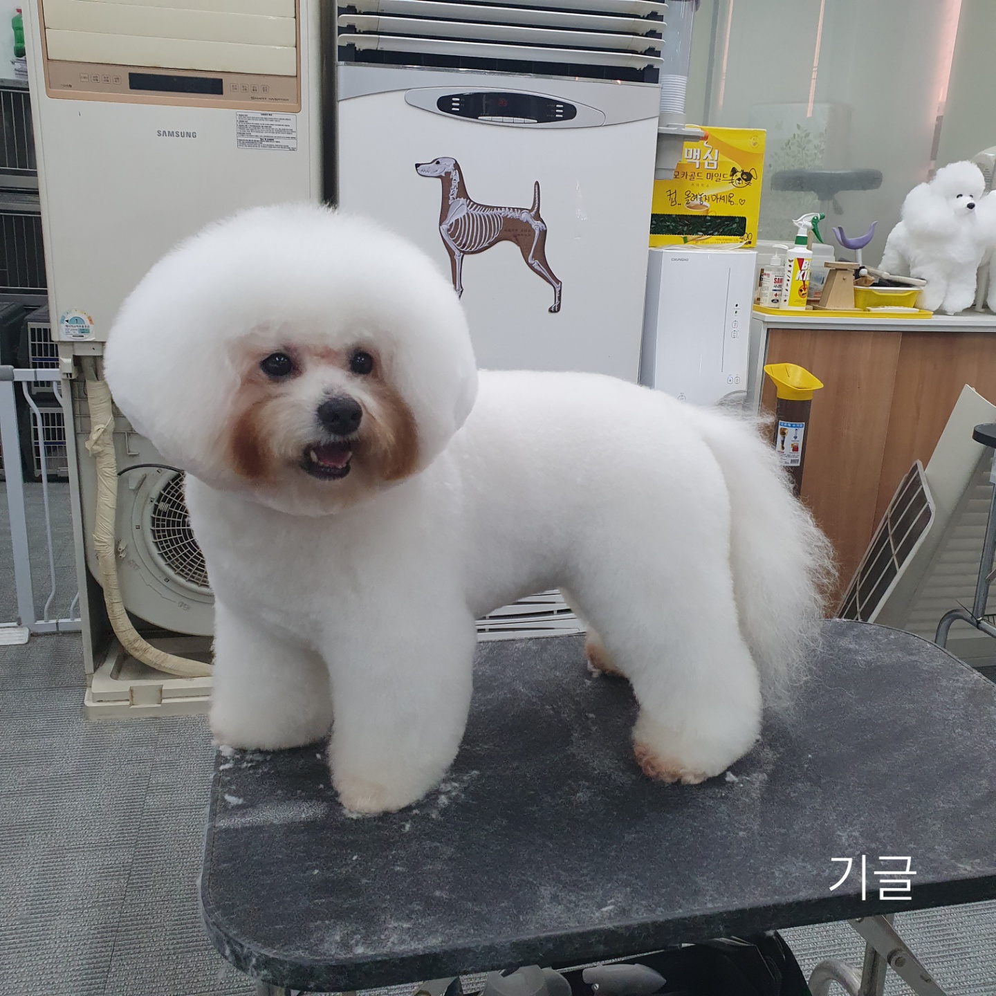 김포애견미용학원