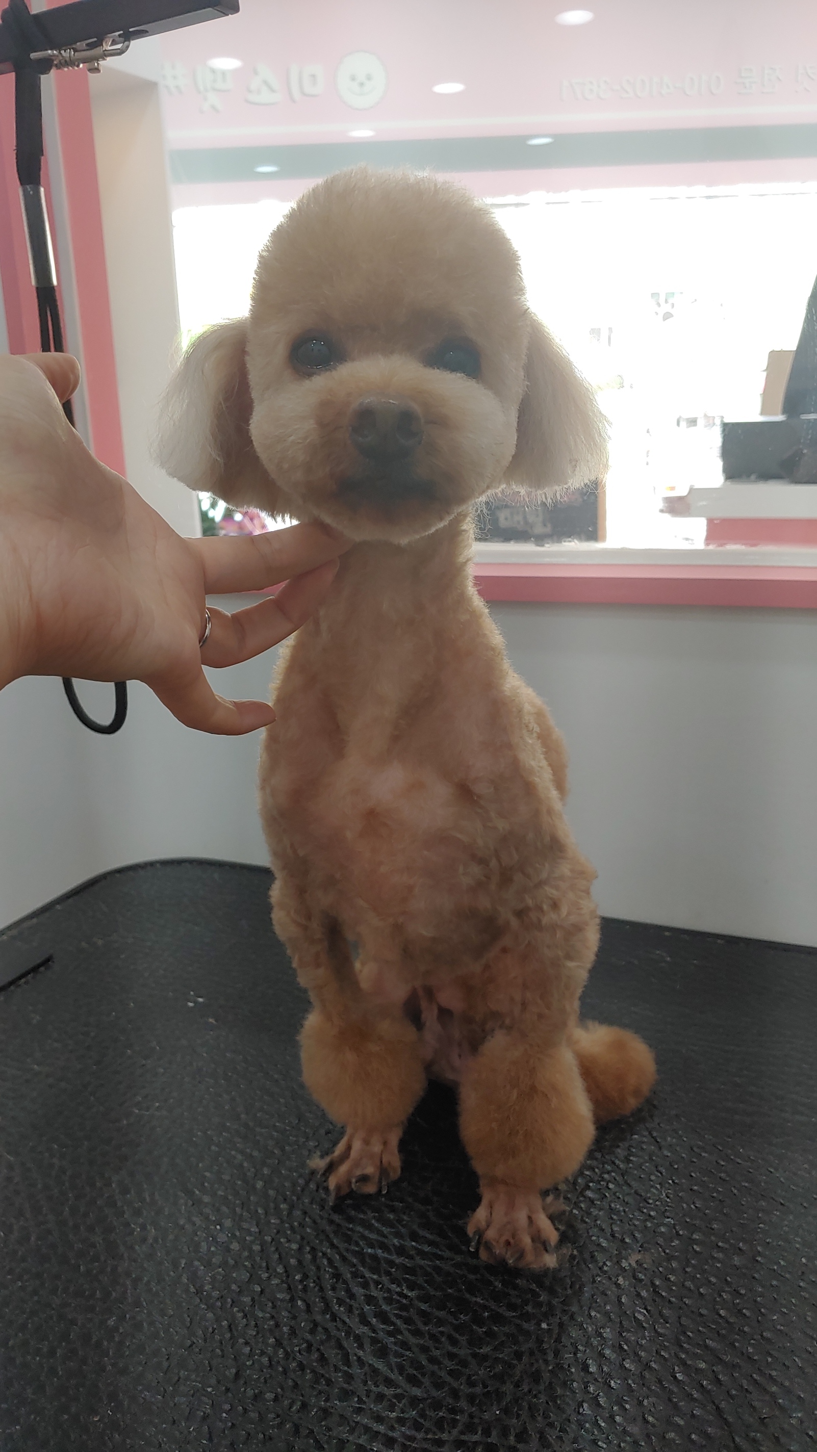 미소펫샵
