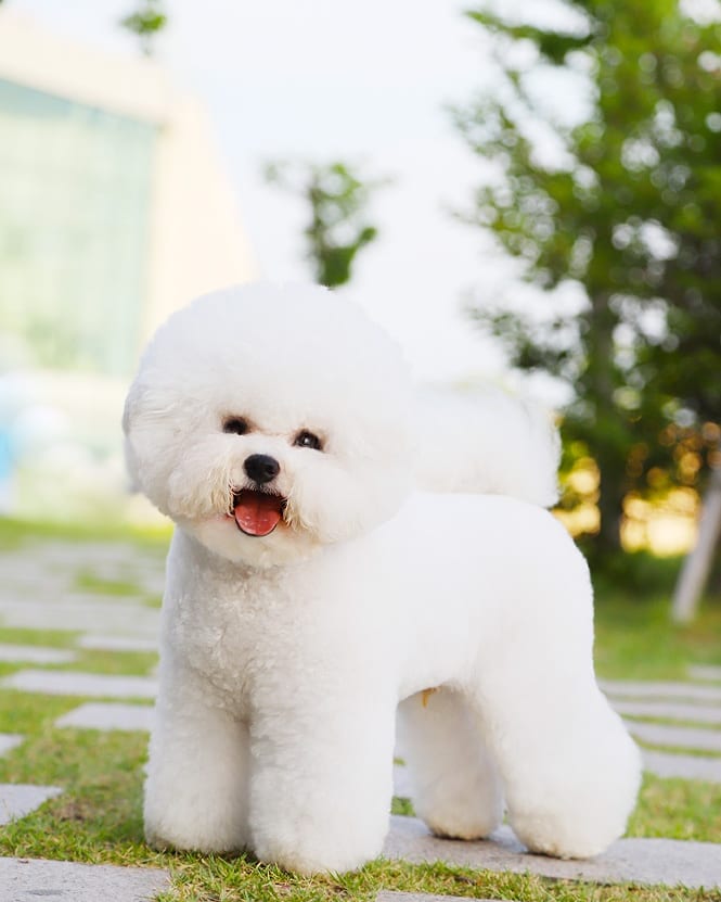 에스티비숑프리제 대표 이미지