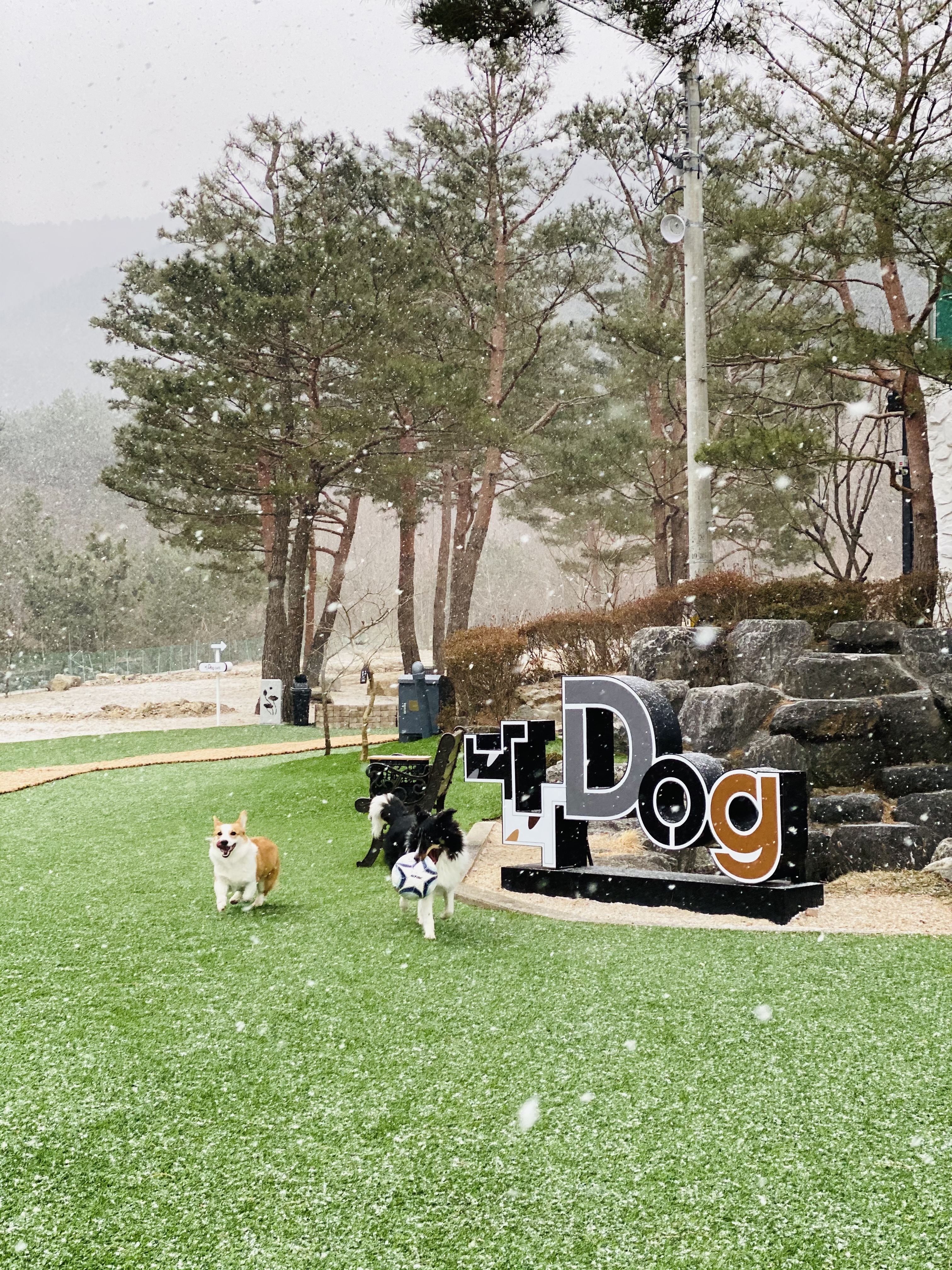 나나도그 (Nanadog) 5