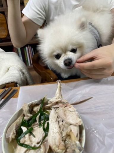 계곡애견쉼터