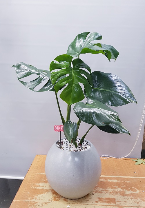 꽃과케익