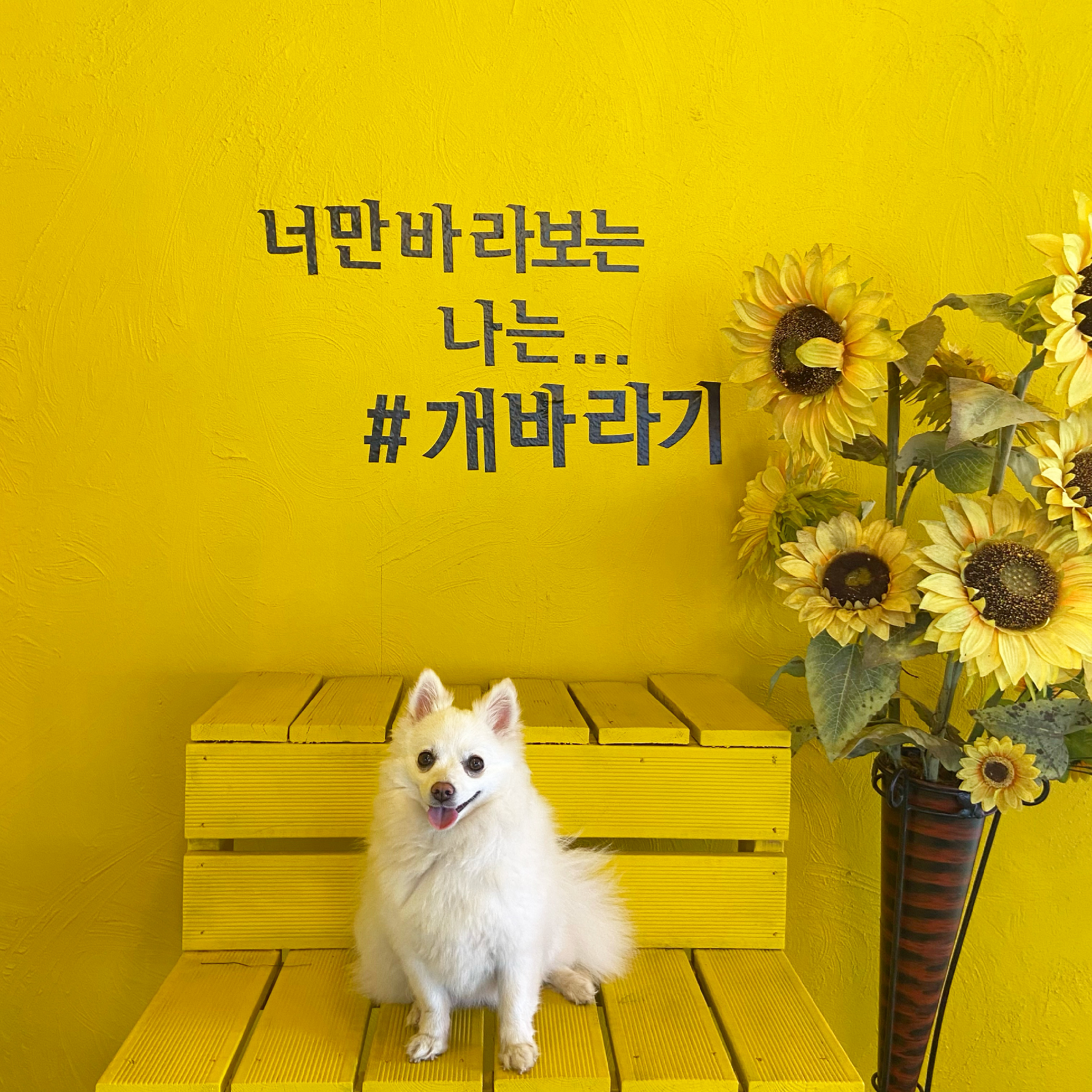 땡큐도그펜션 대표 이미지