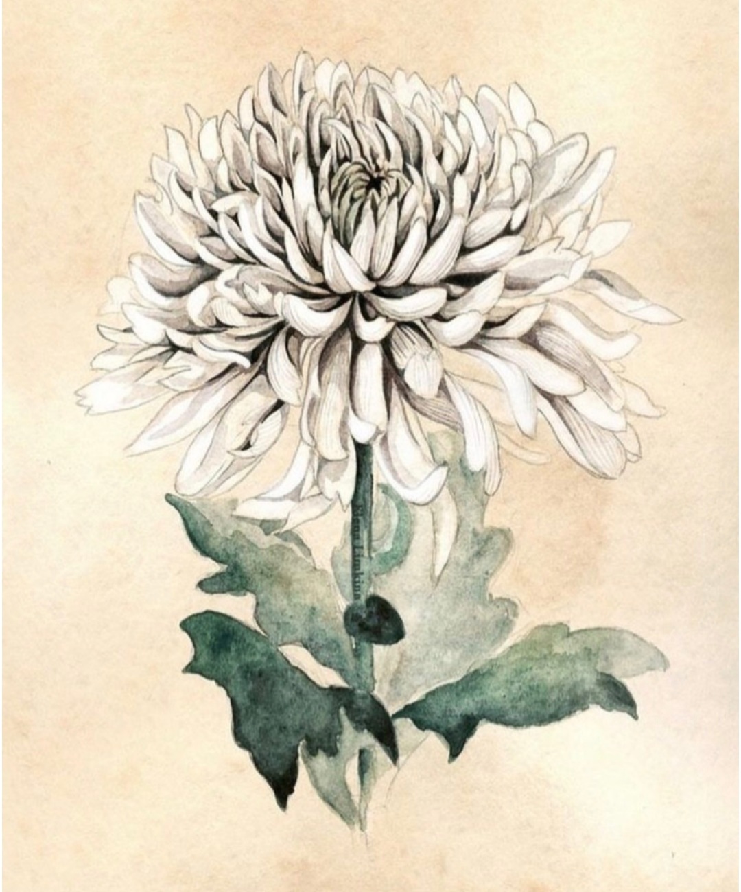 비손 장묘 장의사