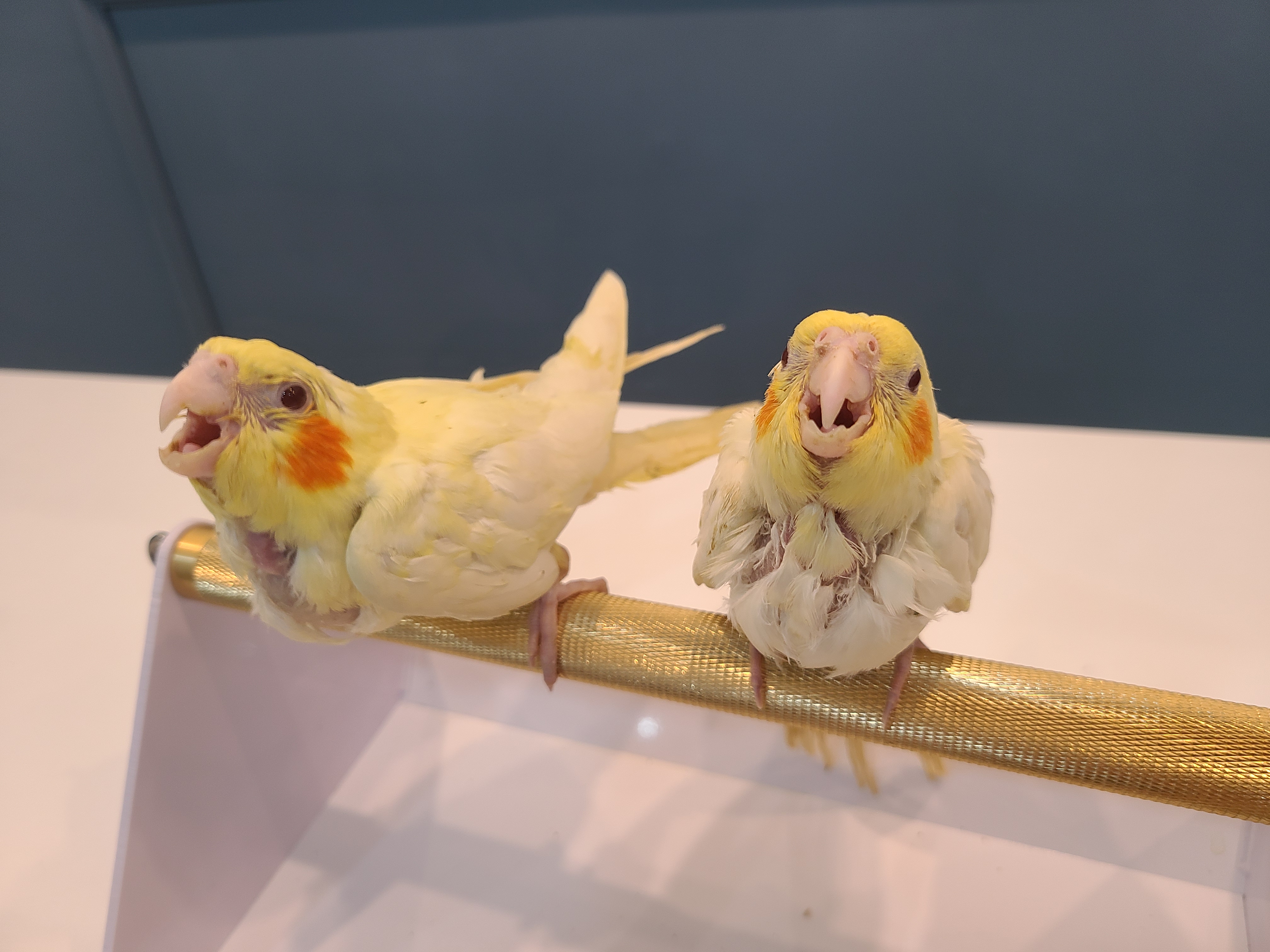 앵무새카페버드랑