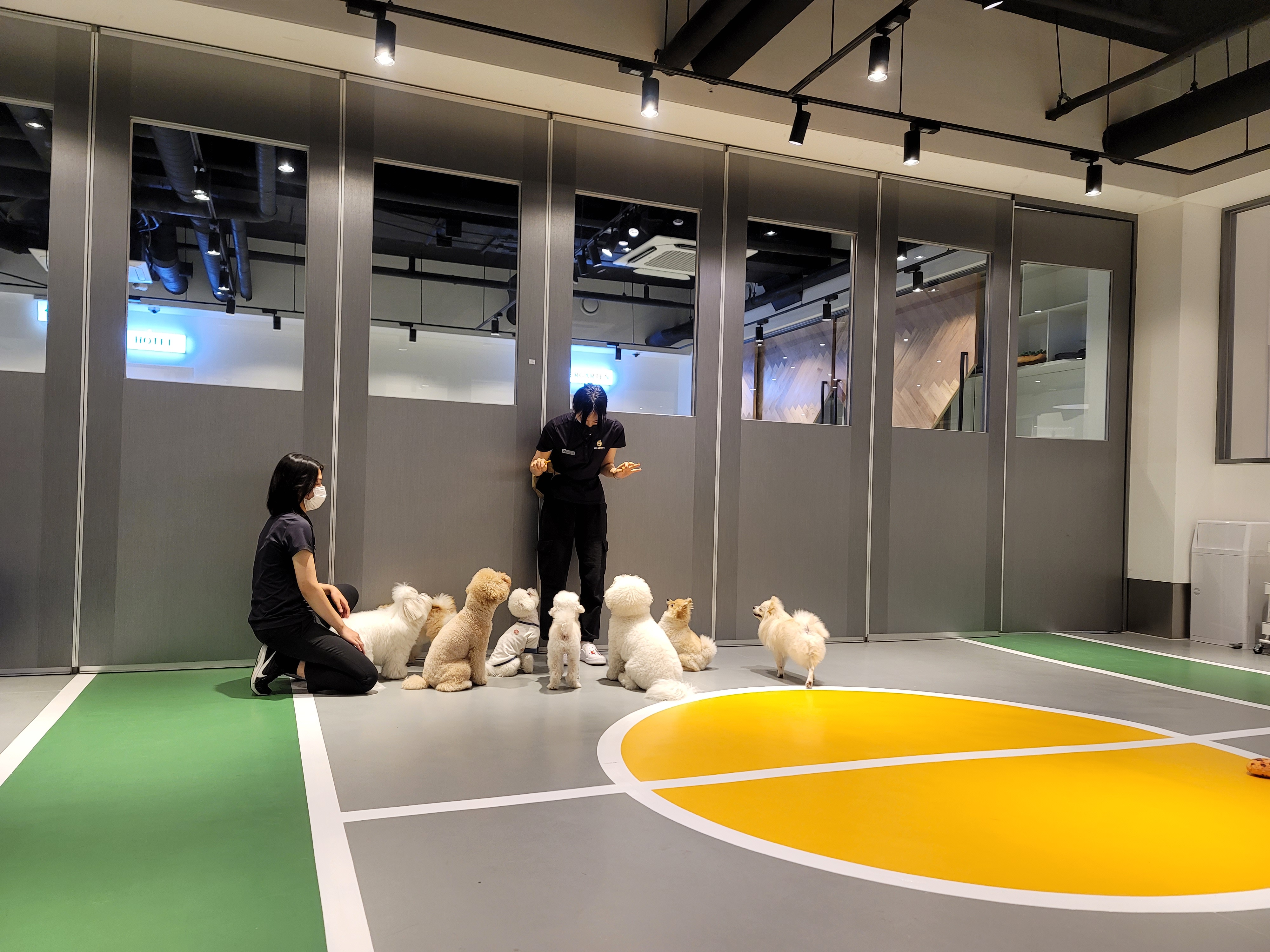 스타몽본점 강아지유치원 대표 이미지