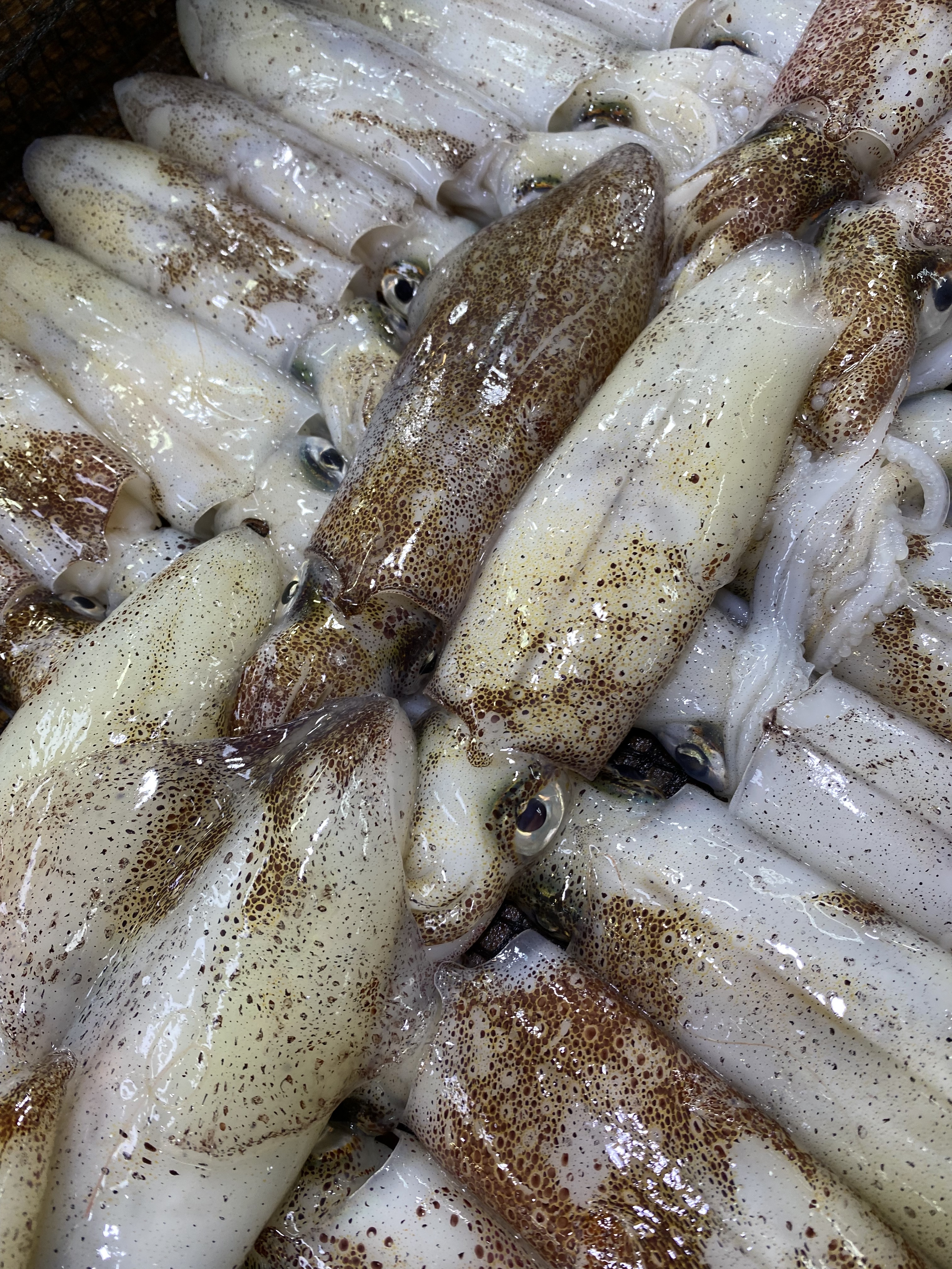 중앙수산