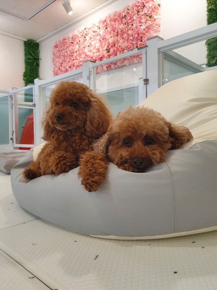 멍투게더 강아지유치원호텔 강남본점 대표 이미지