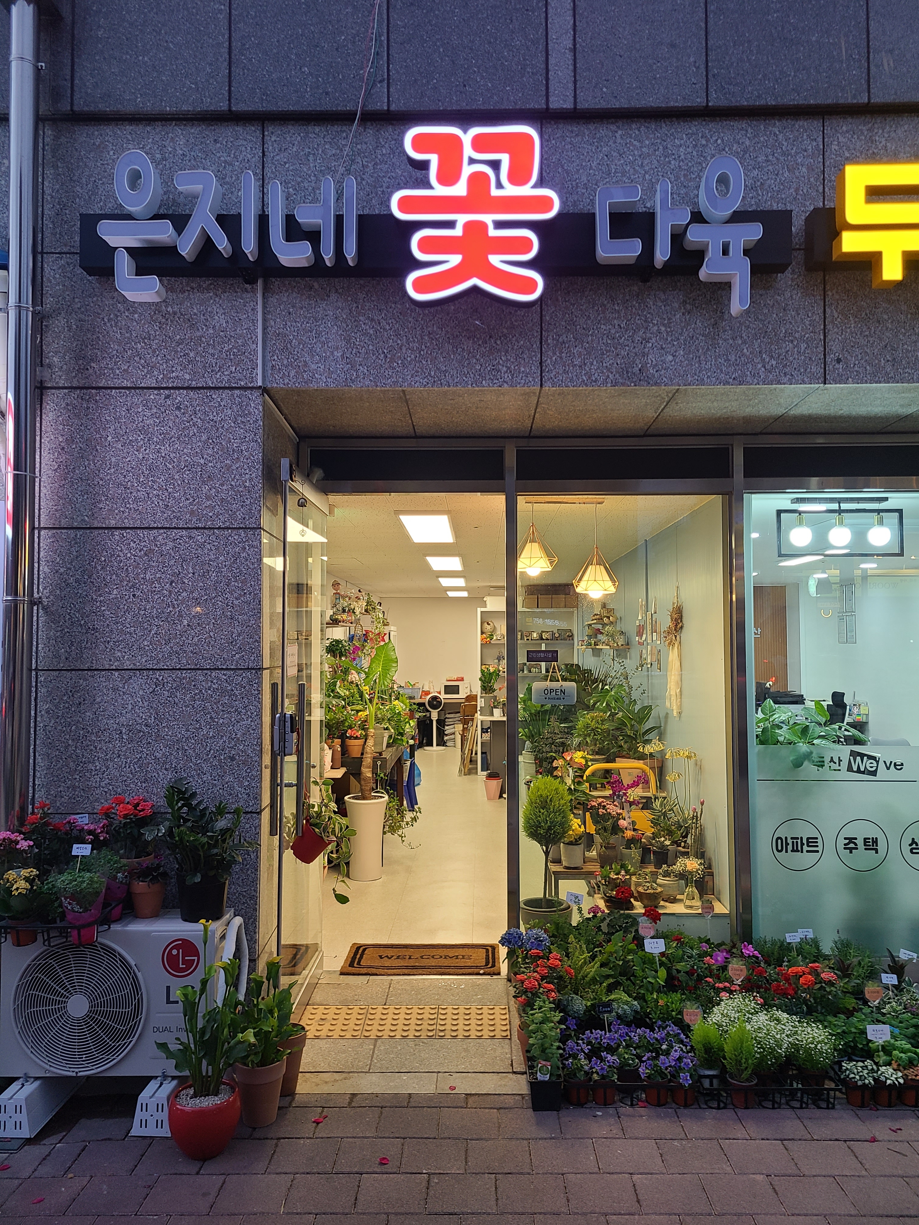 은지네꽃다육